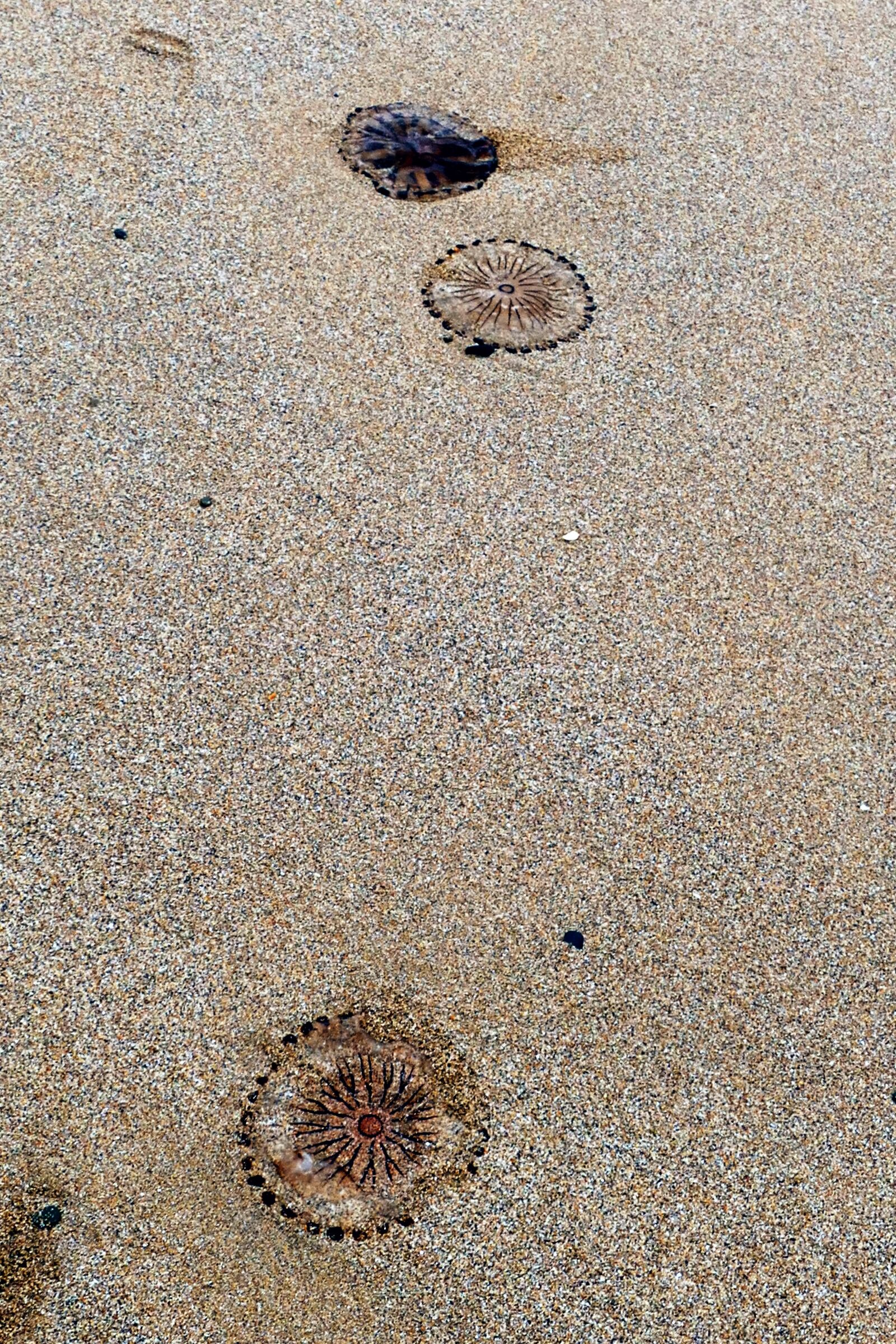 Panasonic Lumix DMC-FZ1000 sample photo. Beach, jellyfish, sea photography