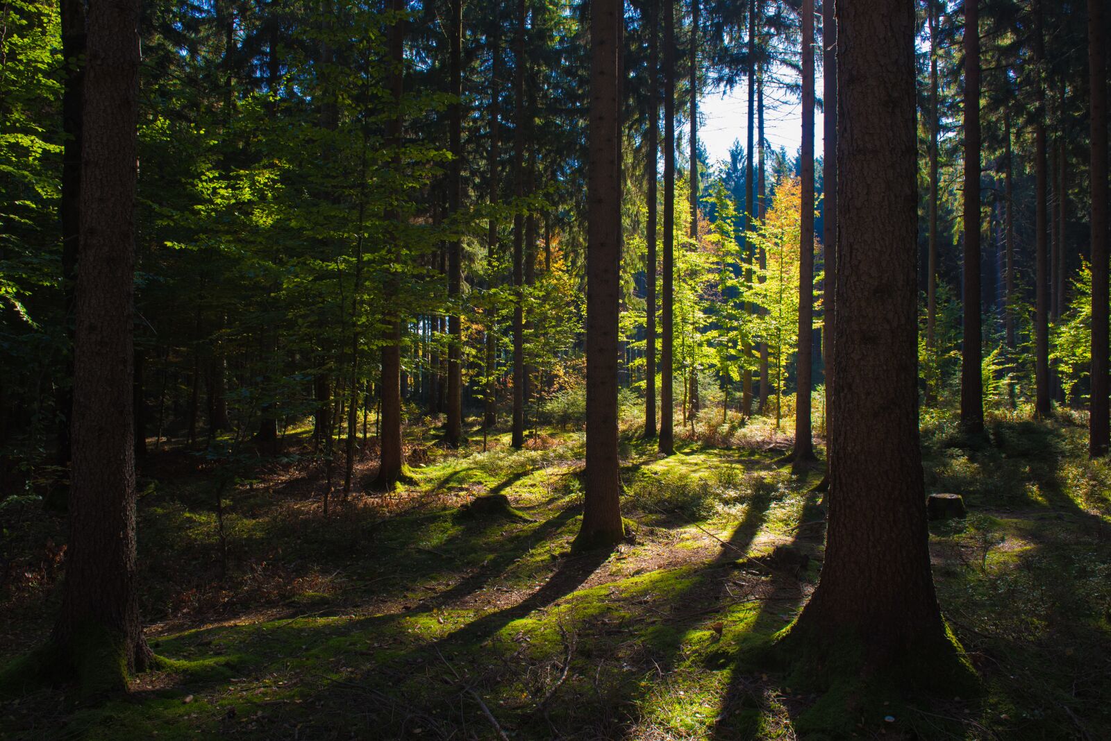 Nikon D750 sample photo. Forest, green, trees photography