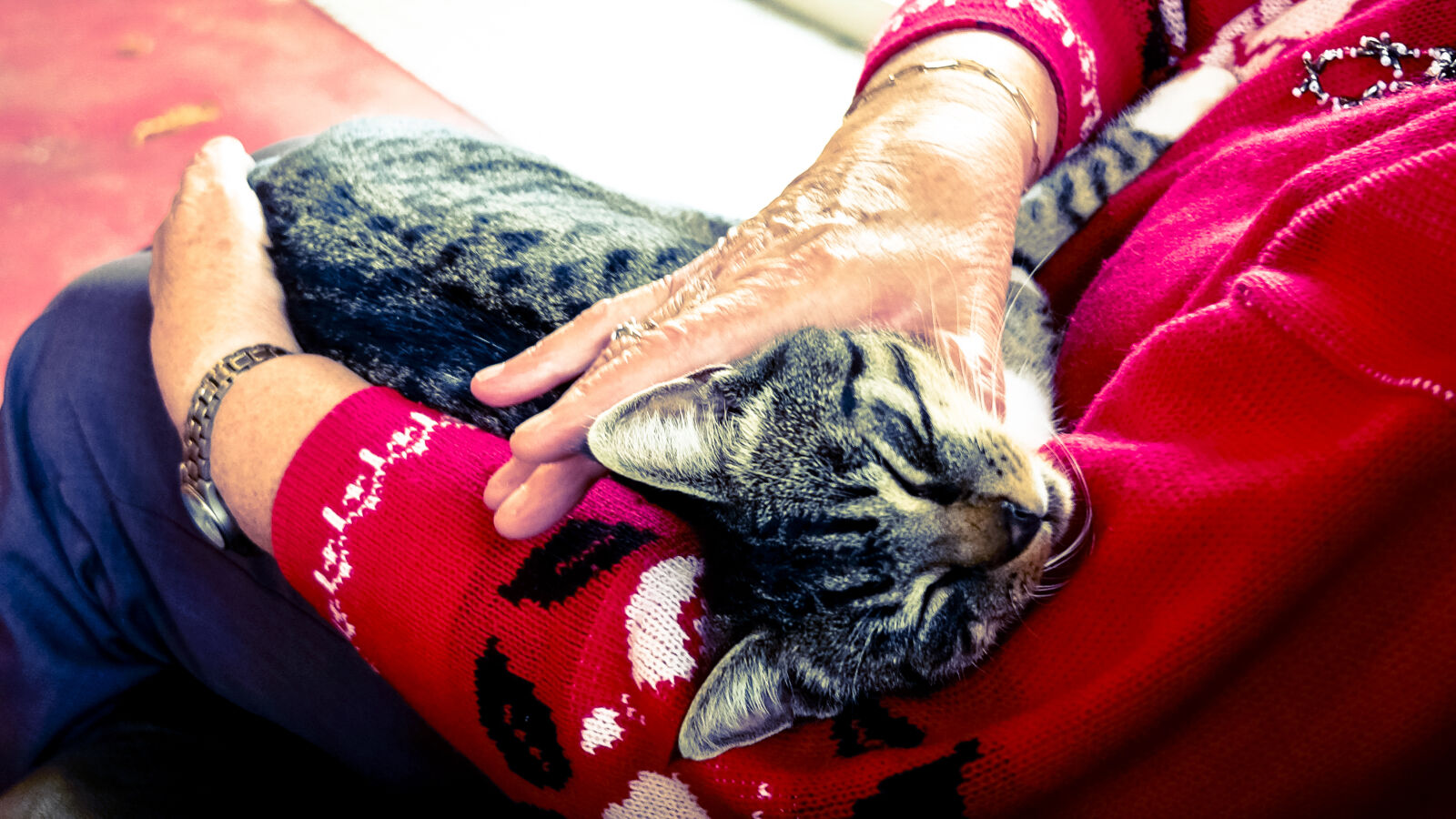 Fujifilm X70 sample photo. Silver, tabby, cat, sleeping photography