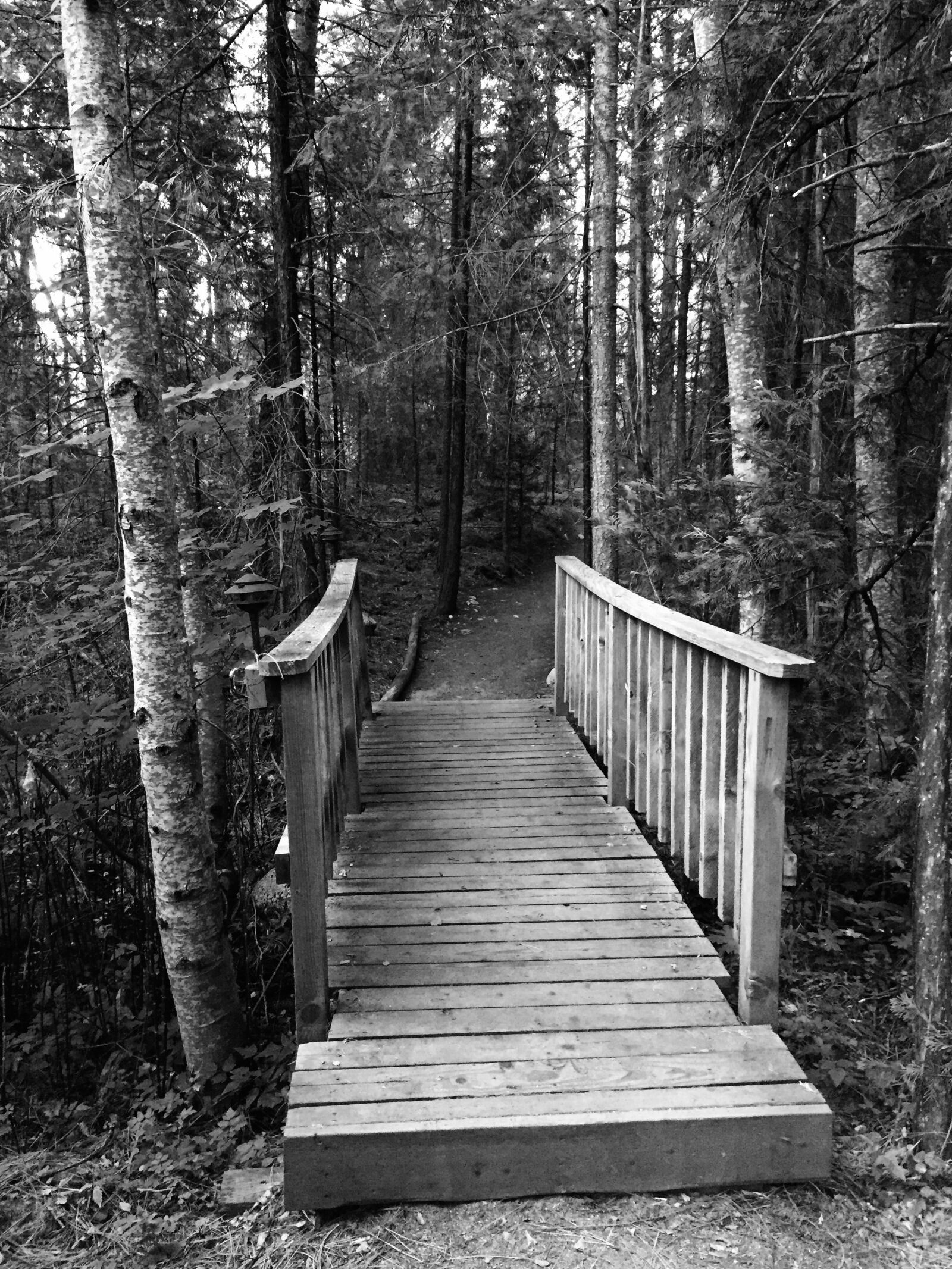 Apple iPhone 6 sample photo. Bridge, trees, nature photography