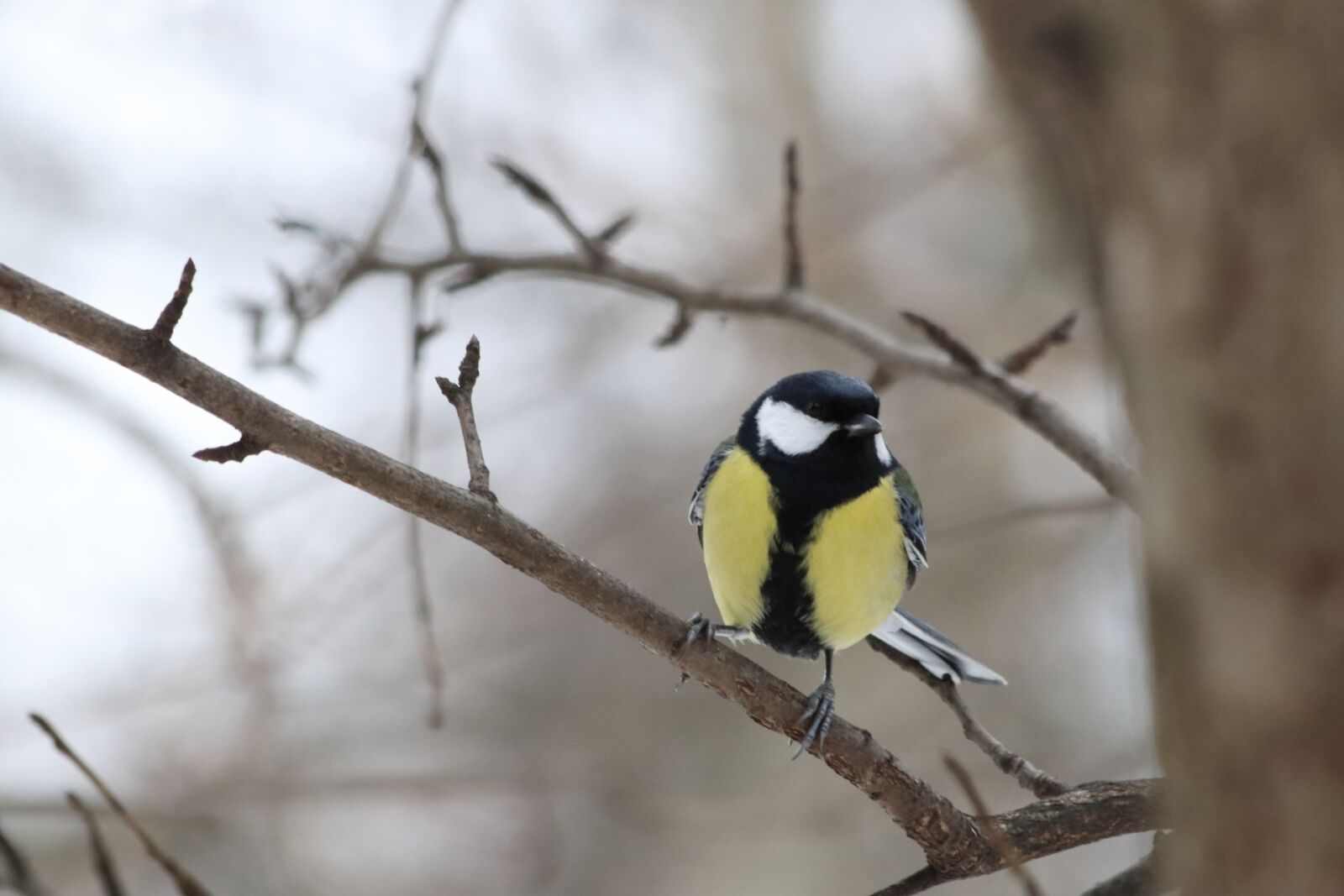 Canon EOS 77D (EOS 9000D / EOS 770D) + Canon EF 70-300mm F4-5.6 IS USM sample photo. Bird, living nature, nature photography