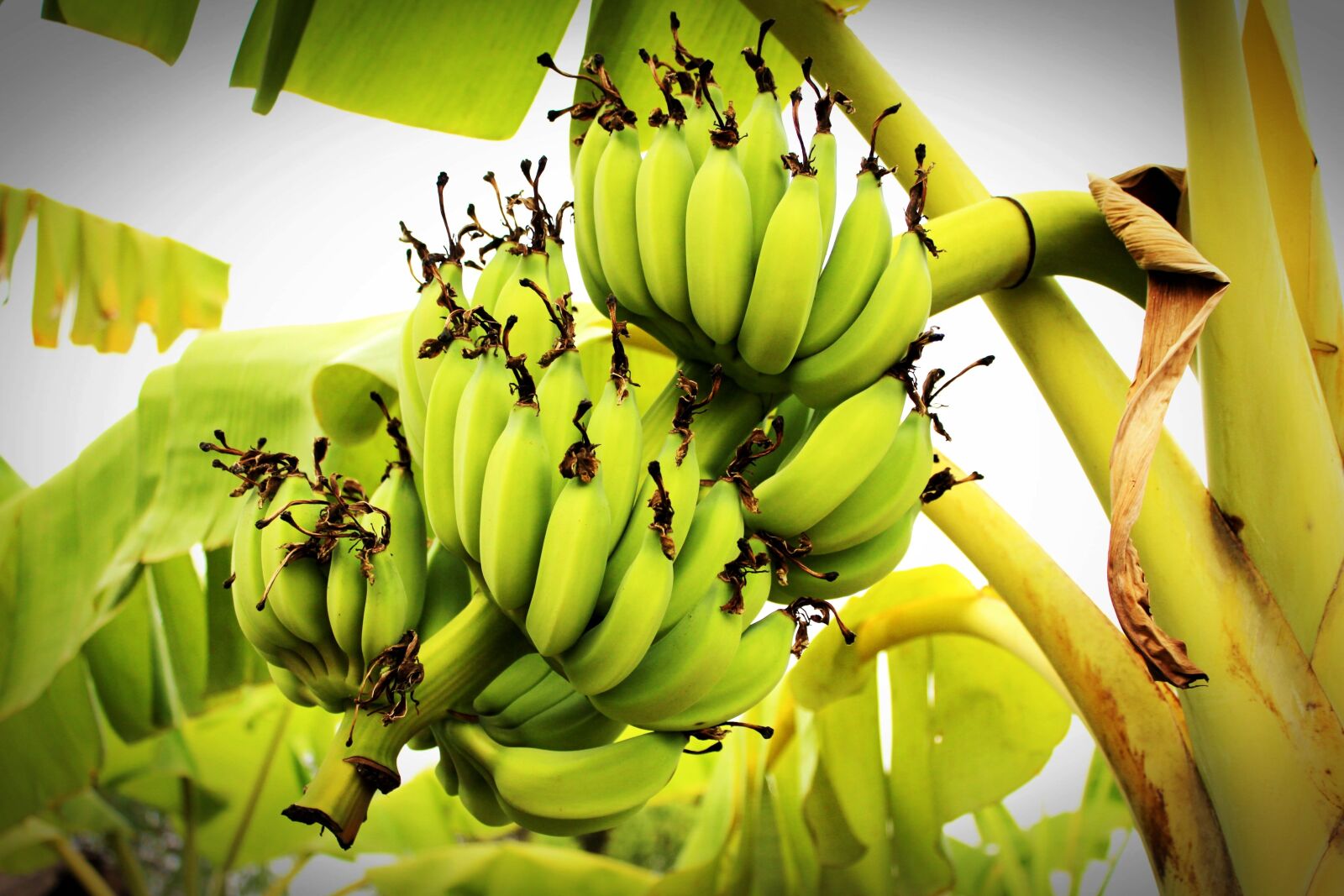 Canon EOS 650D (EOS Rebel T4i / EOS Kiss X6i) sample photo. Banana, tree, green photography