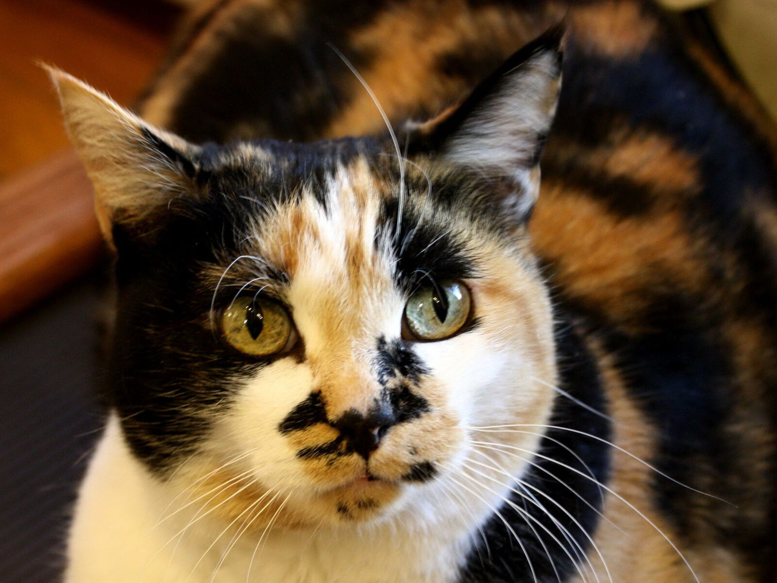 f/3.5-5.6 IS sample photo. Calico cat, colorful cat photography