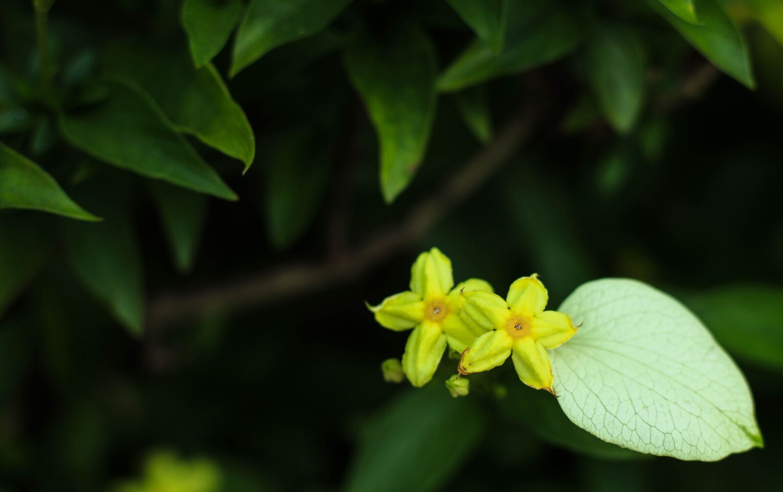 Canon EOS 700D (EOS Rebel T5i / EOS Kiss X7i) sample photo. Flowers, nature, small flowers photography