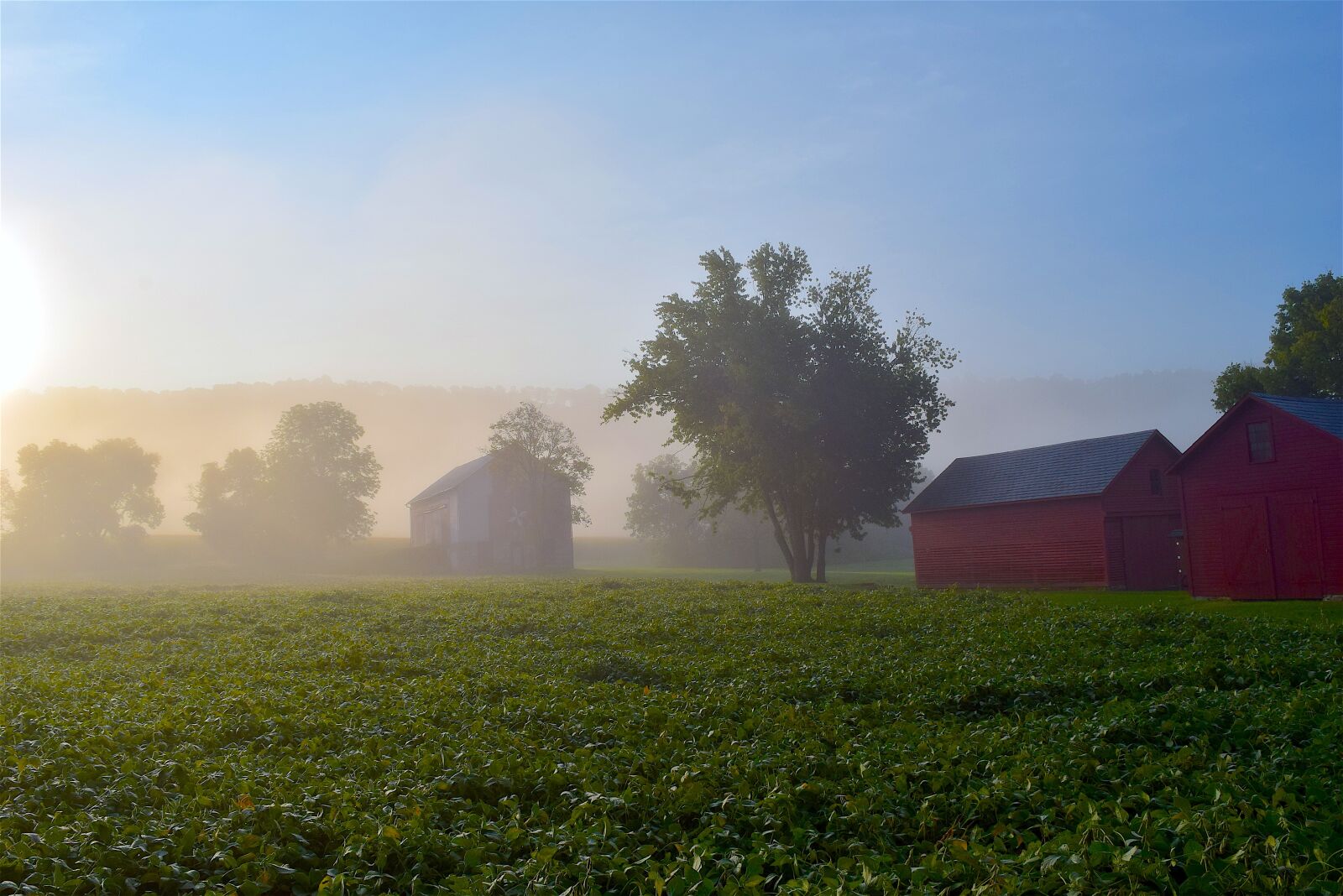 Nikon D3300 sample photo. Foggy, morning, field photography