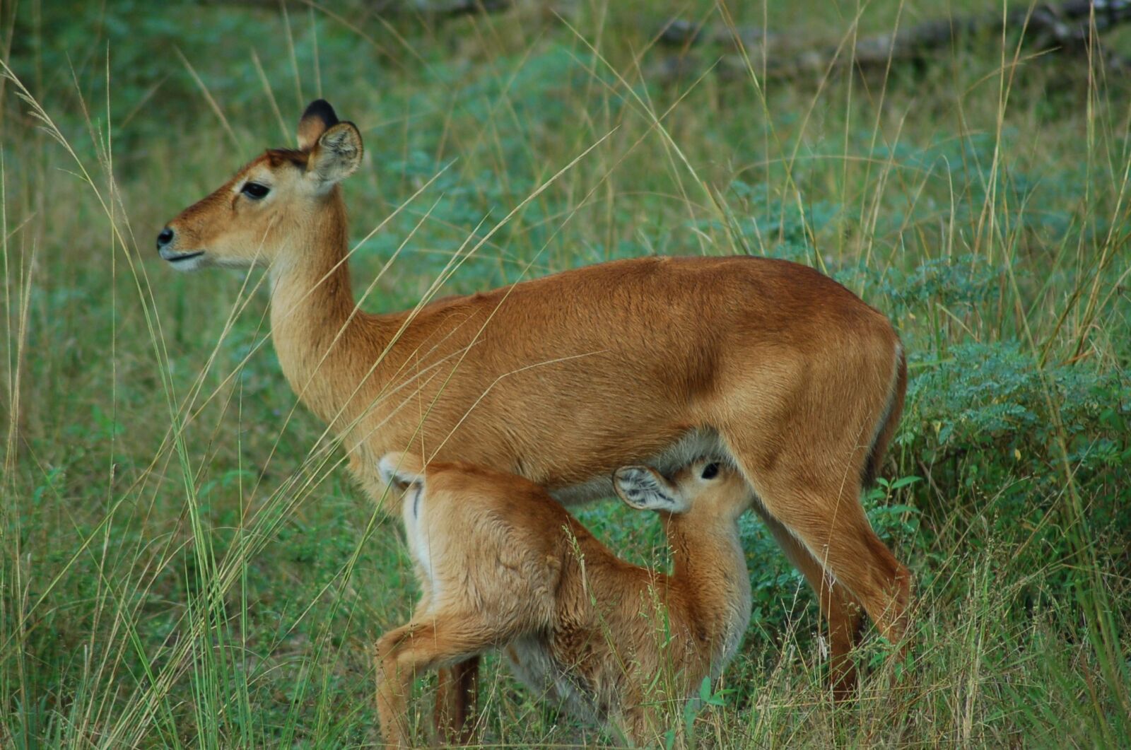 Nikon D50 sample photo. Africa, wild, wildlife photography