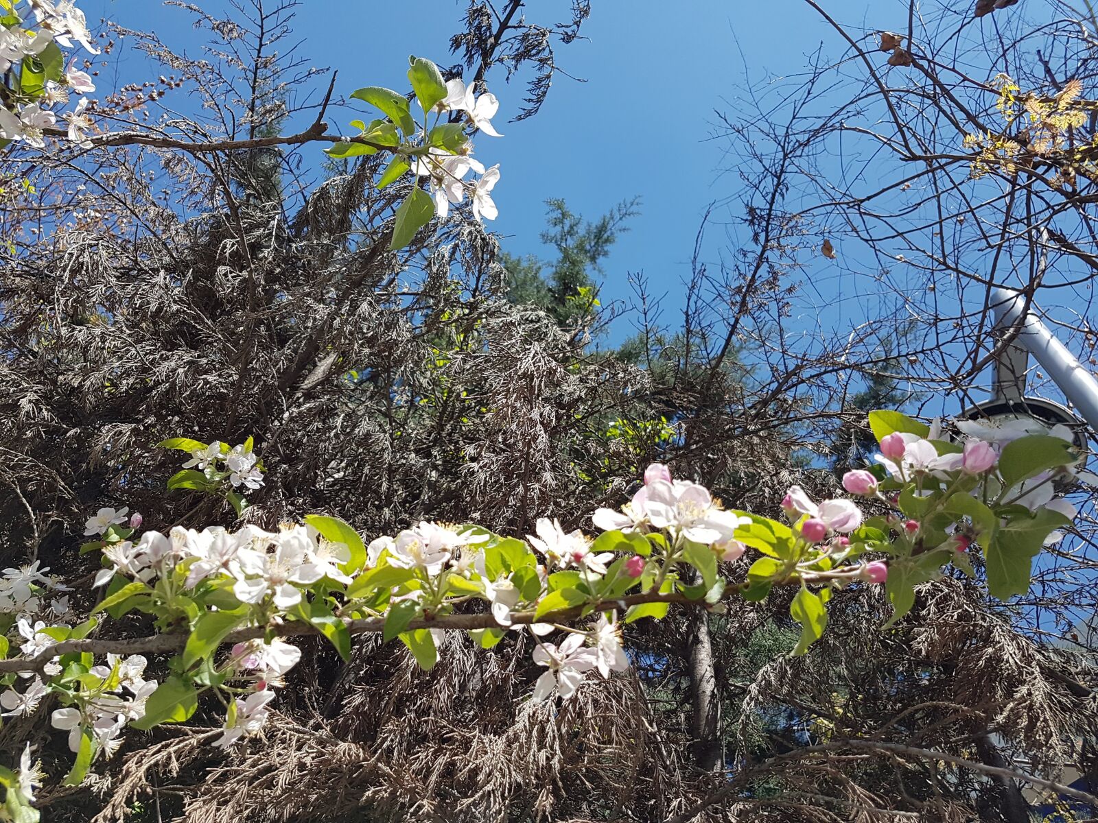 Samsung Galaxy S7 Edge sample photo. Nature, tree, flovers photography