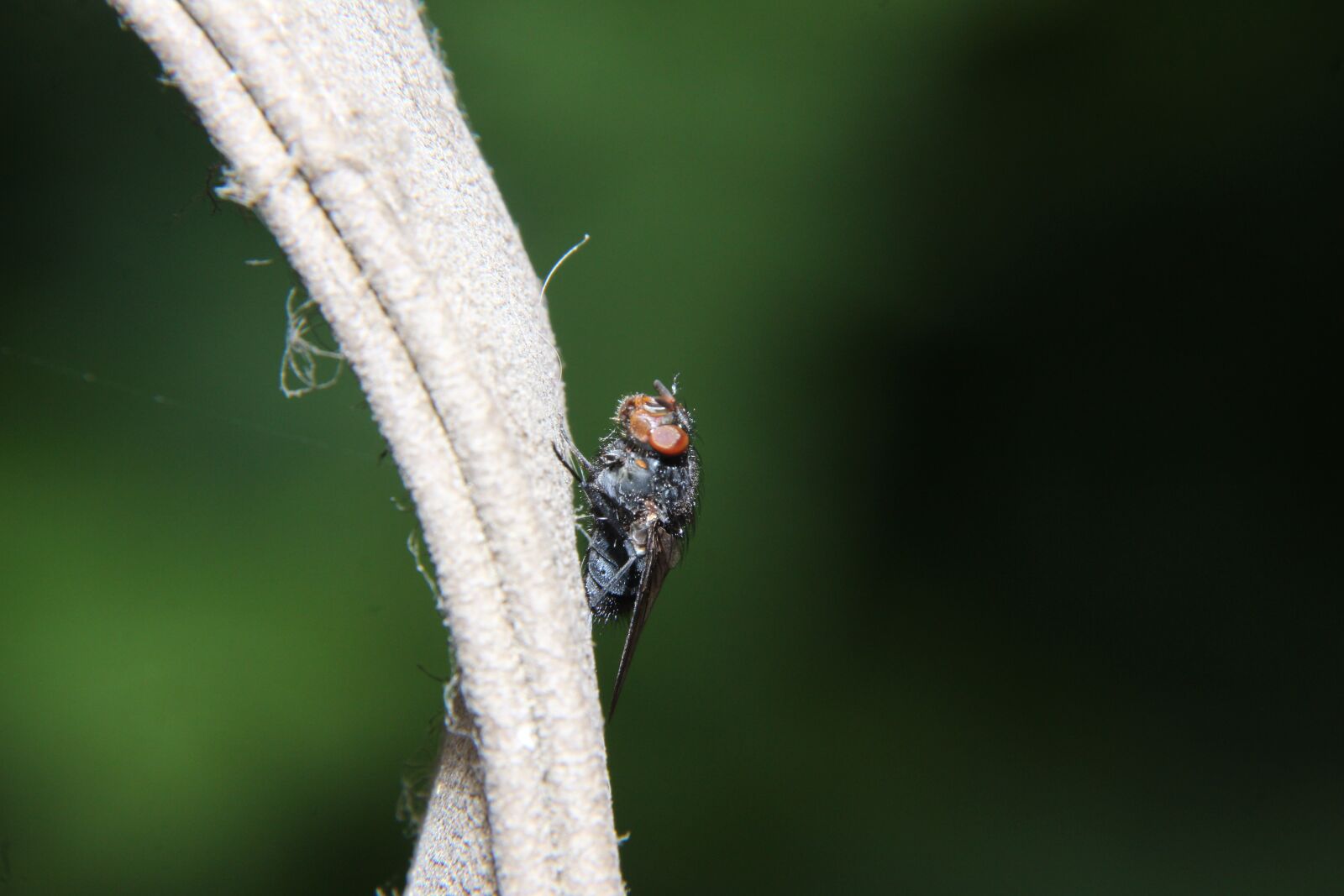 Canon EOS 650D (EOS Rebel T4i / EOS Kiss X6i) sample photo. Fly, nearby, insect photography
