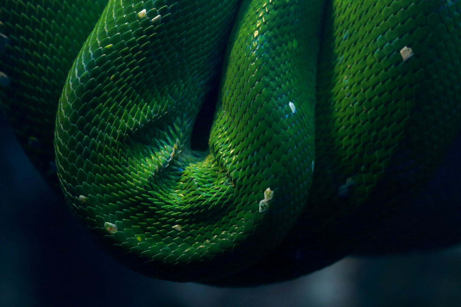 Canon EOS 70D sample photo. Snake, reptile, animal photography