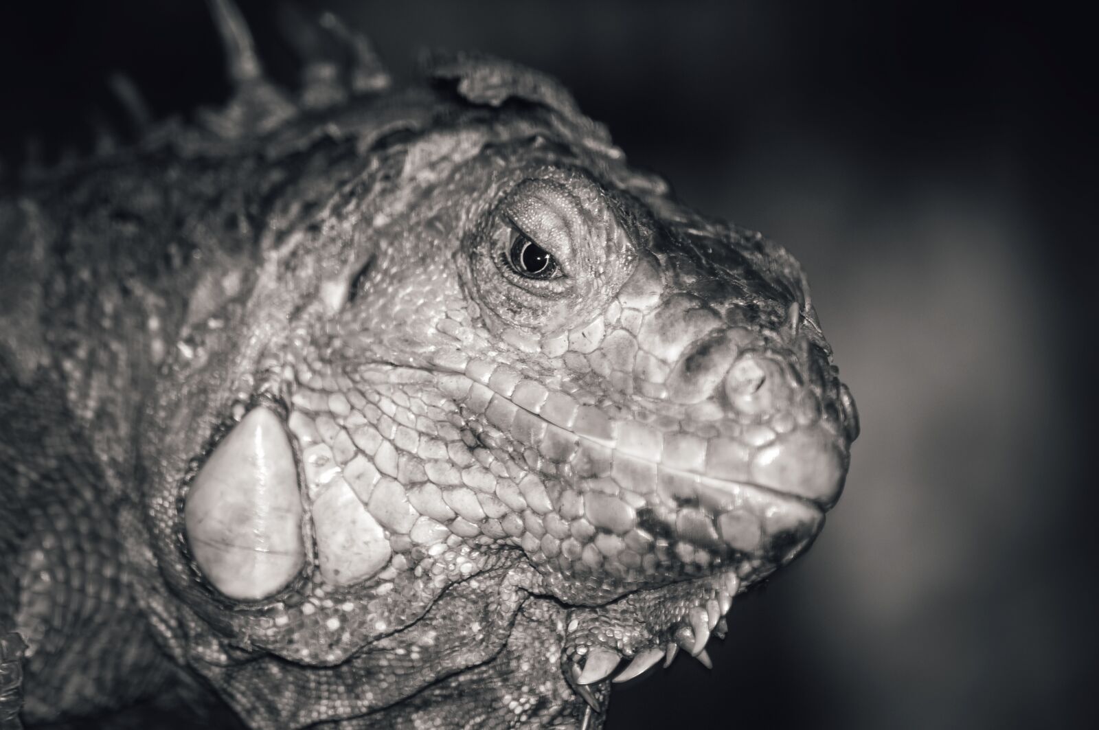 Nikon D300S sample photo. Iguana, lizard, macro photography