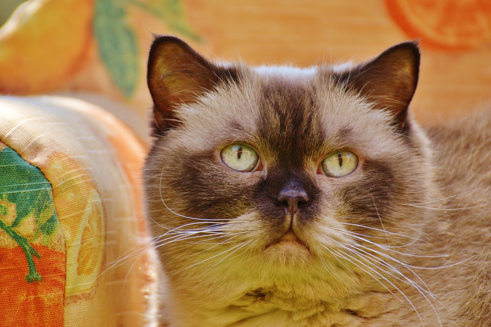 Nikon D3200 sample photo. Sofa, couch, cat photography