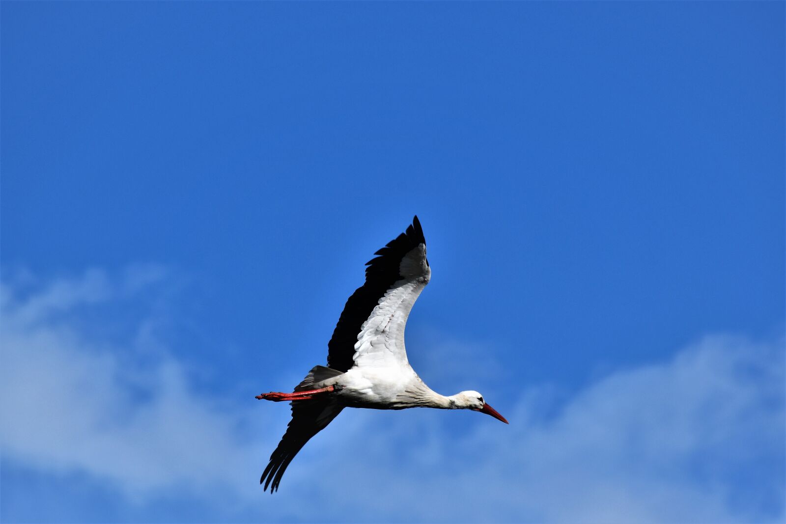 Nikon D7500 sample photo. Stork, flying, flight photography