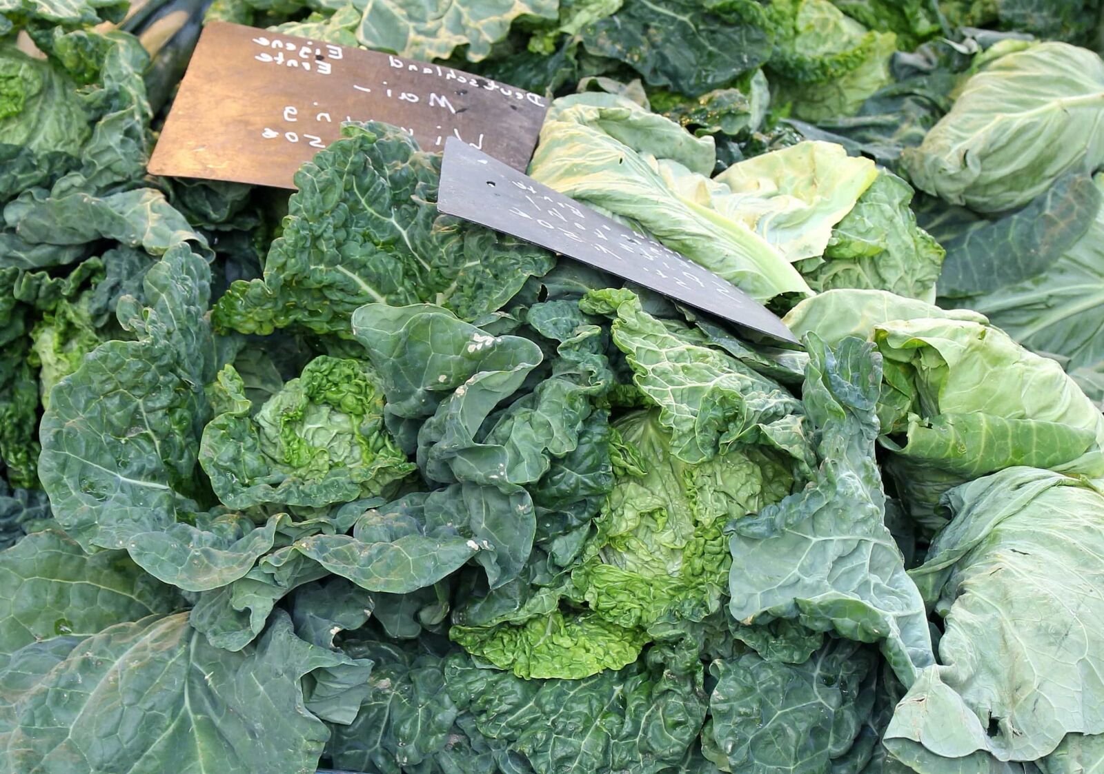 Canon EOS 550D (EOS Rebel T2i / EOS Kiss X4) sample photo. Food, cabbage, leaf, garden photography