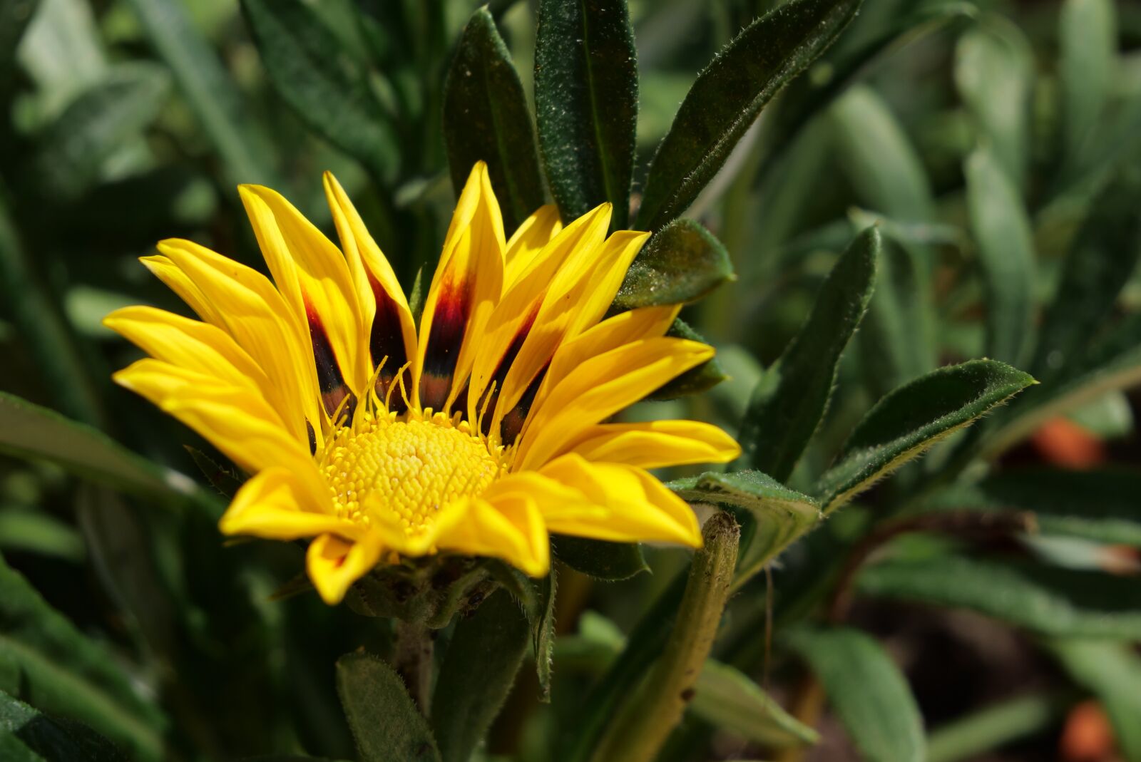 Panasonic Lumix DC-G9 sample photo. Flower, garden, spring photography