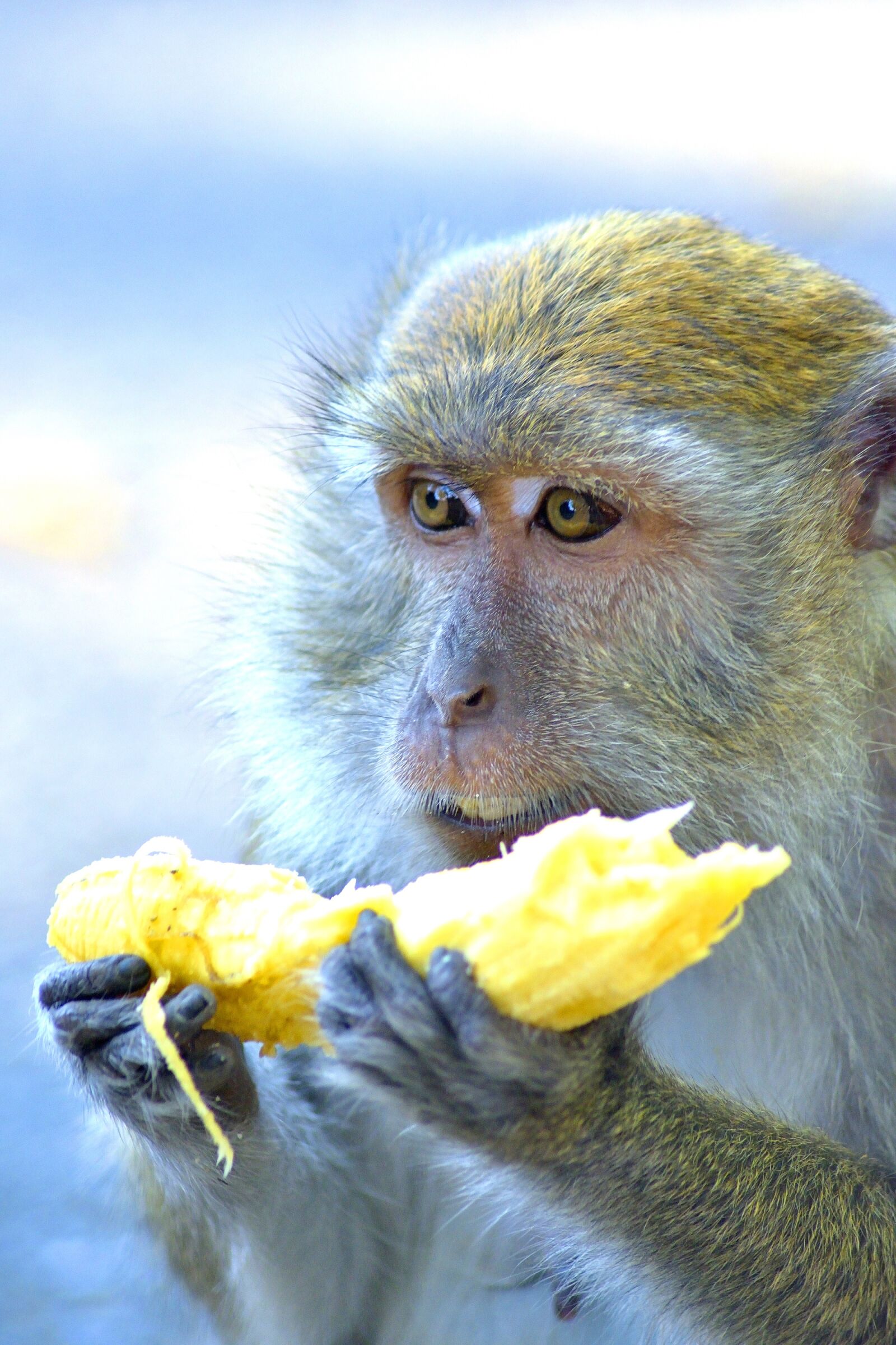 Nikon D5300 sample photo. Monkey, monkeys, ape photography