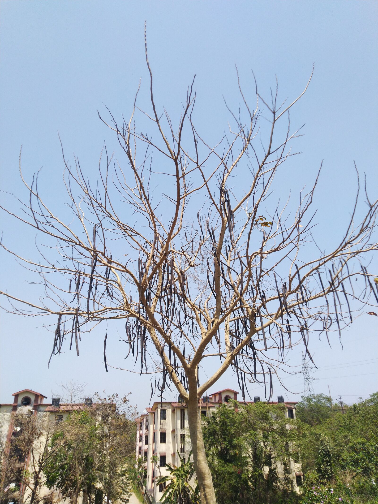 ASUS ZenFone Max Pro M1 (ZB602KL) (WW) / Max Pro M1 (ZB601KL) (IN) sample photo. Tree, blue sky, nature photography