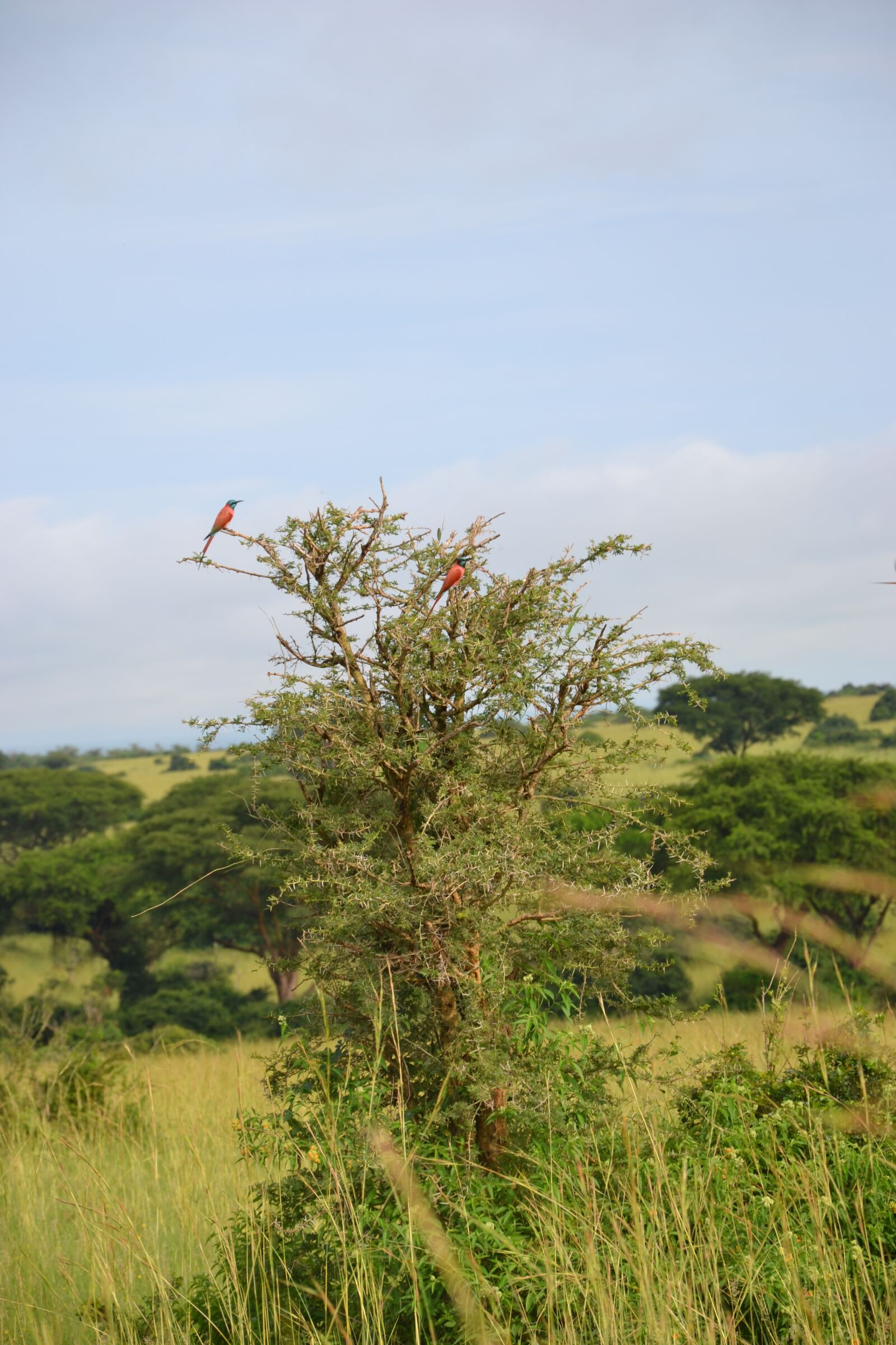 Nikon D3100 sample photo. Birdlife, uganda, tree photography