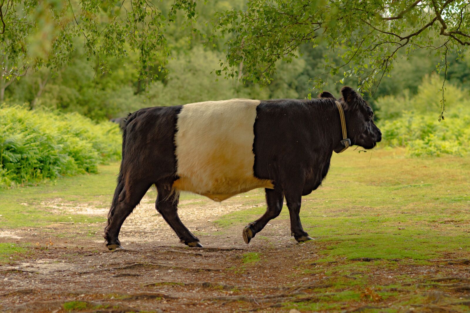 Nikon D7200 sample photo. Cow, nature, profile photography