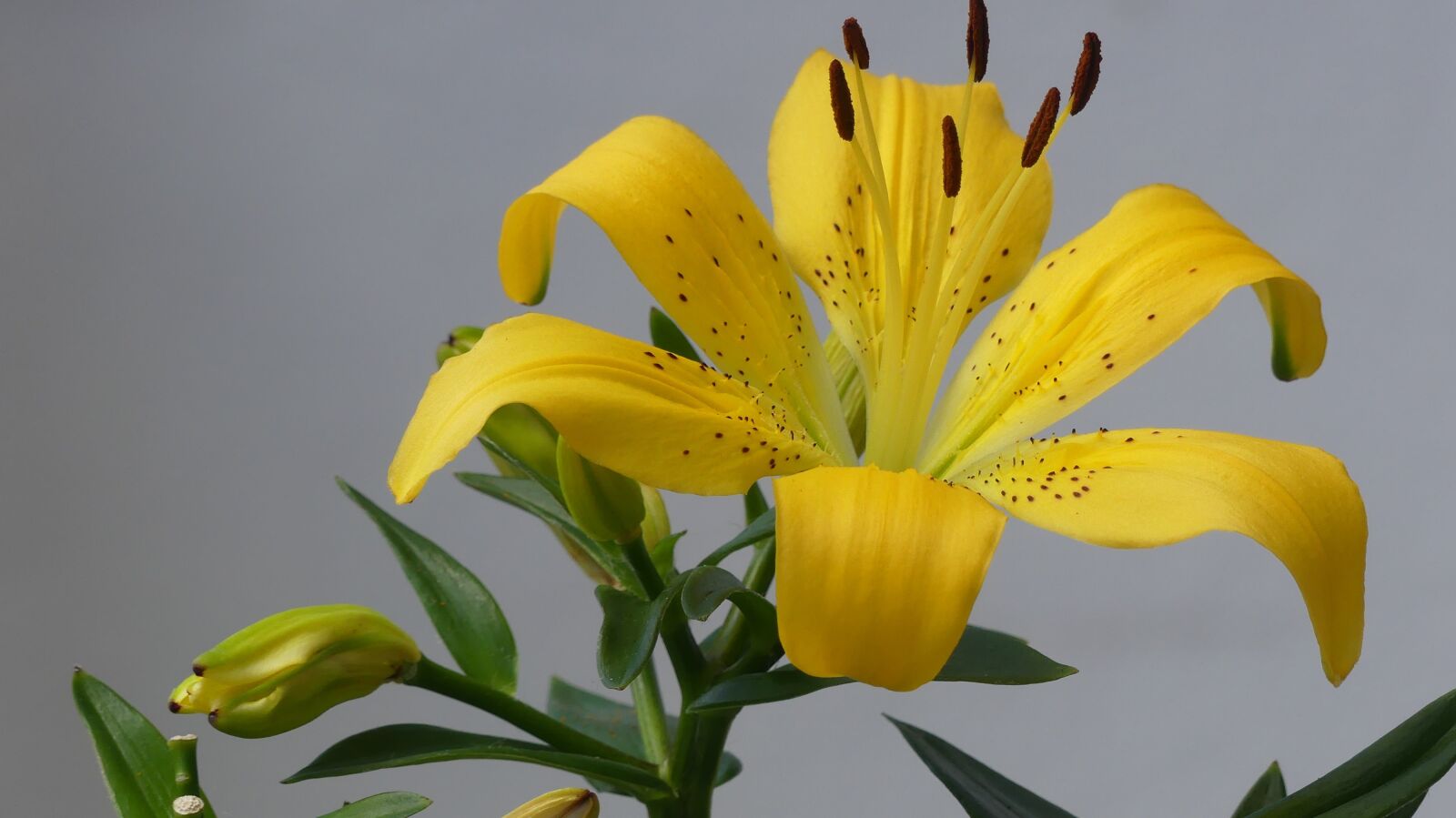 Panasonic Lumix DMC-FZ300 sample photo. Lily, yellow, nature photography