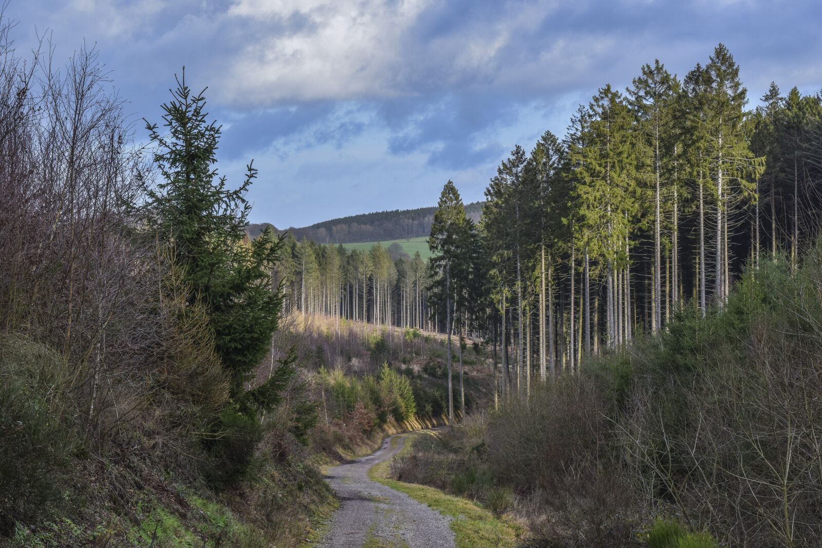 Nikon D3300 sample photo. Forest, nature, landscape photography