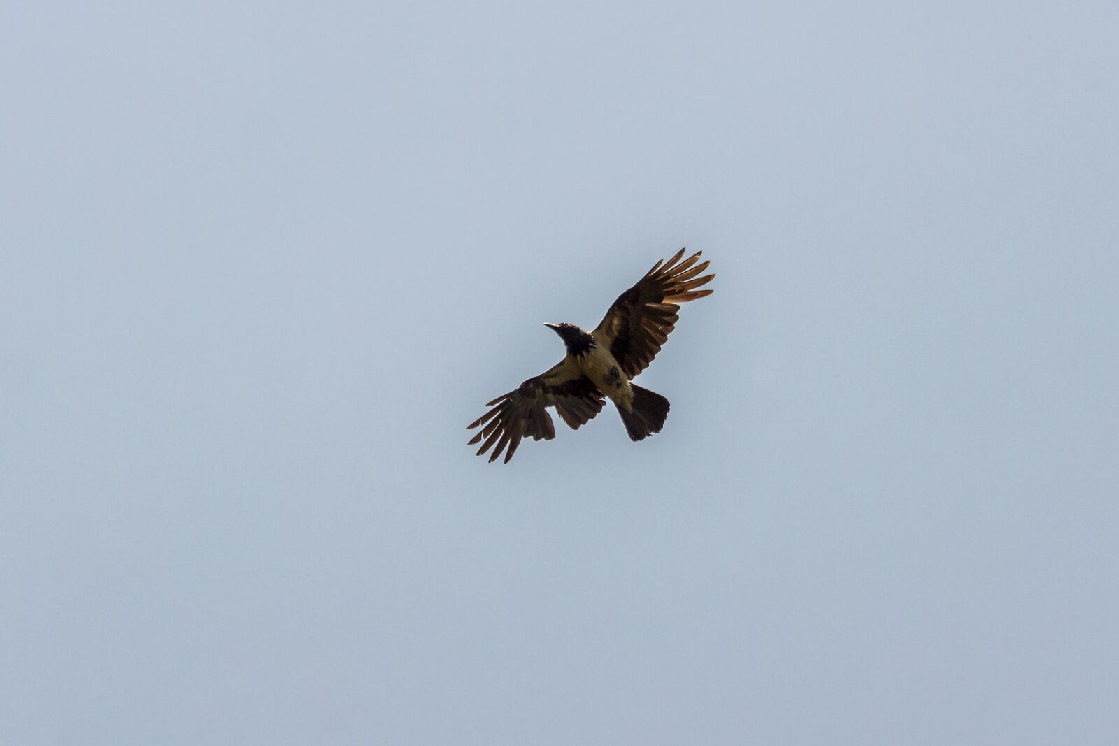 Canon EF75-300mm f/4-5.6 sample photo. Crow, bird, freedom photography