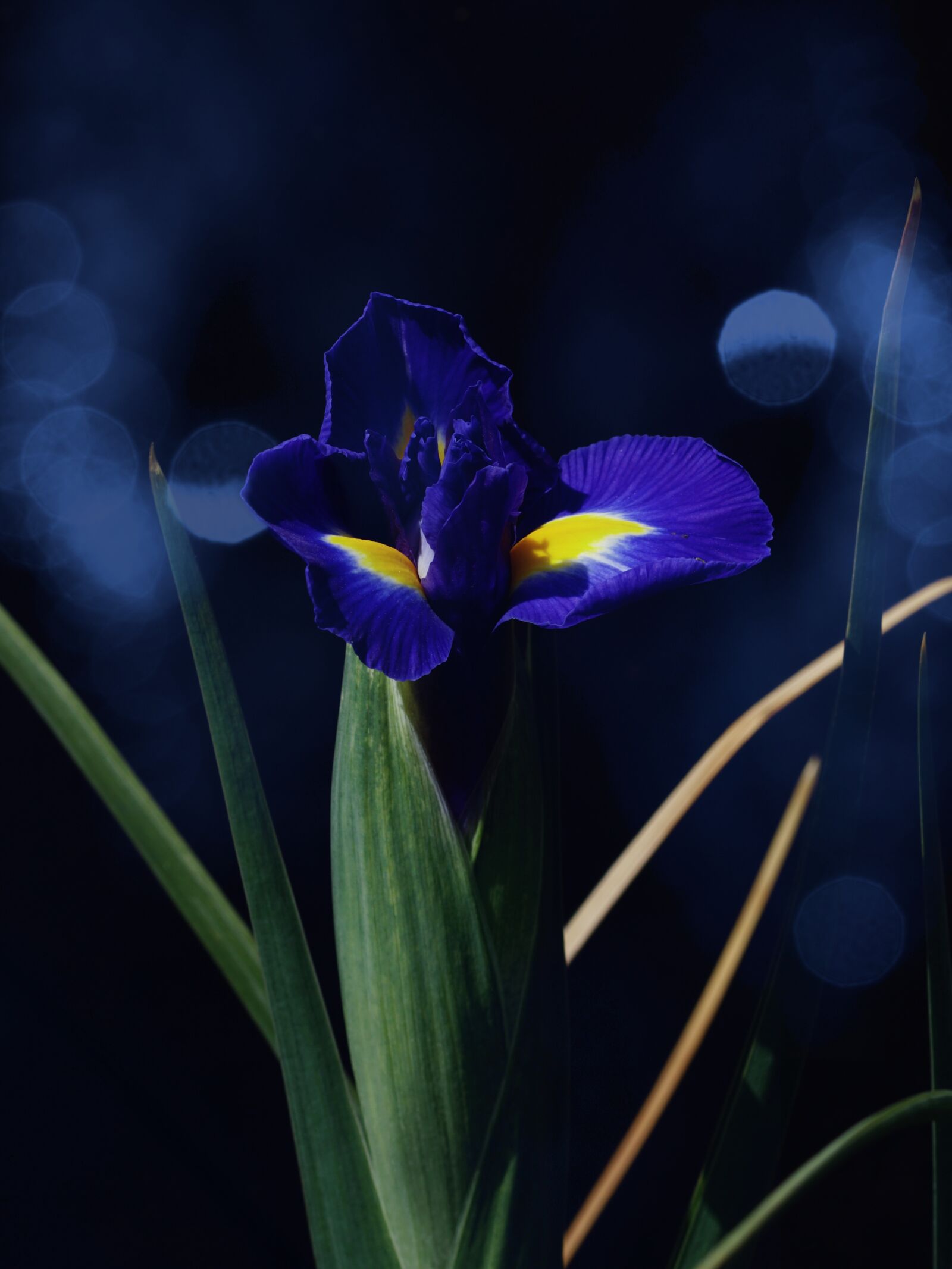 105mm F2.8 sample photo. Holland iris, blue, blossom photography
