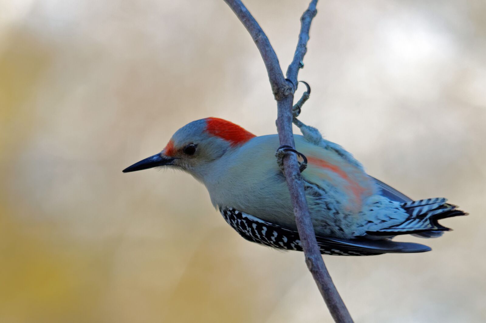 Canon EOS 70D sample photo. Red-bellied wood pecker, bird photography