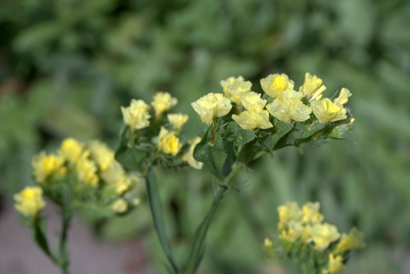 Pentax K-S2 sample photo. Sea lavender, limonium, flowers photography
