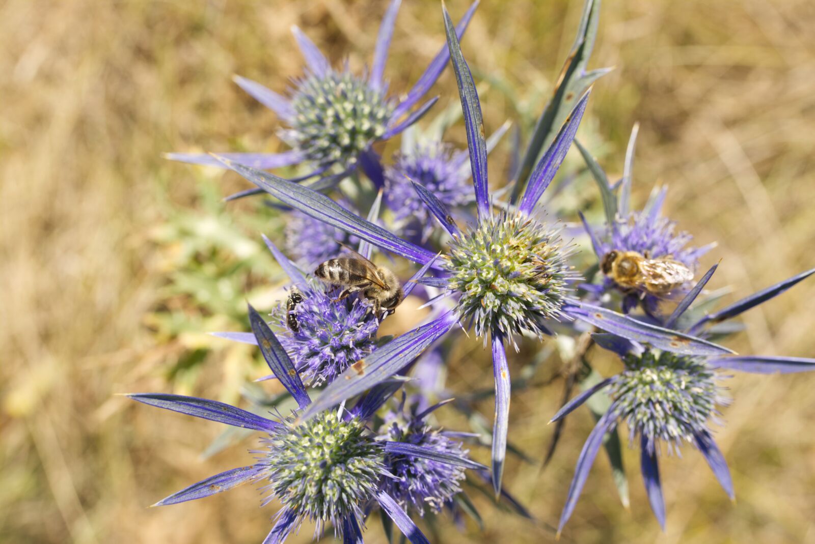 Sigma 35mm F1.4 DG HSM Art sample photo. Bee, wild, nature photography