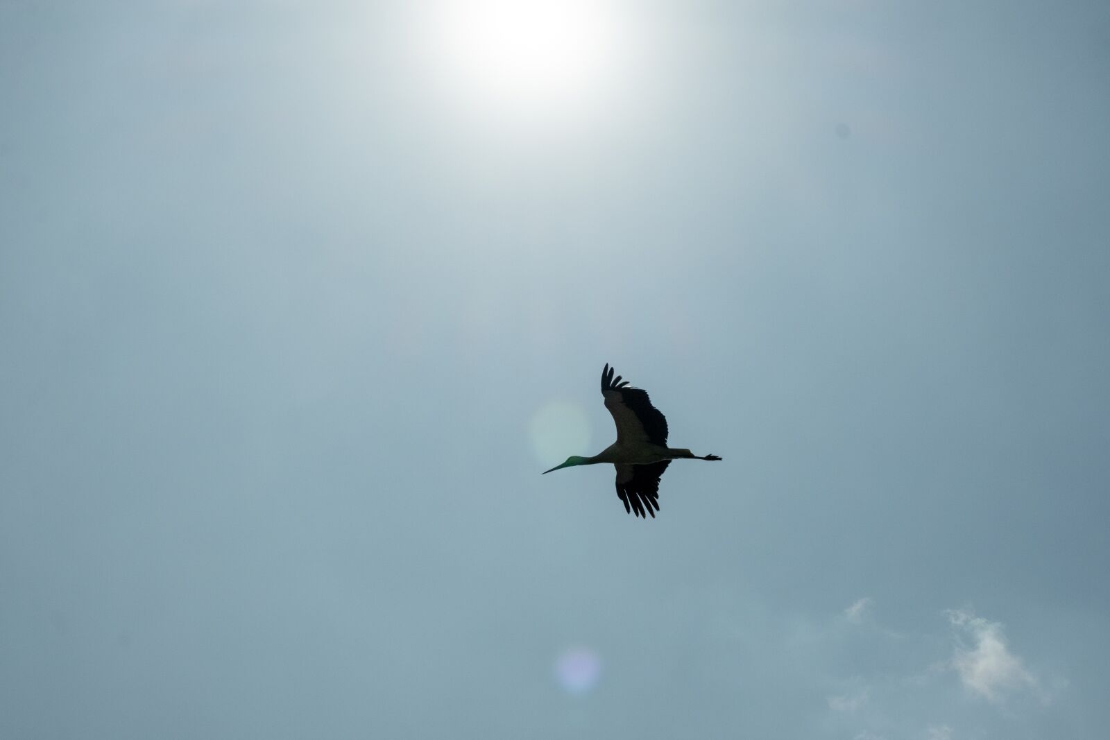 Fujifilm X-T3 sample photo. Sky, bird, flying photography