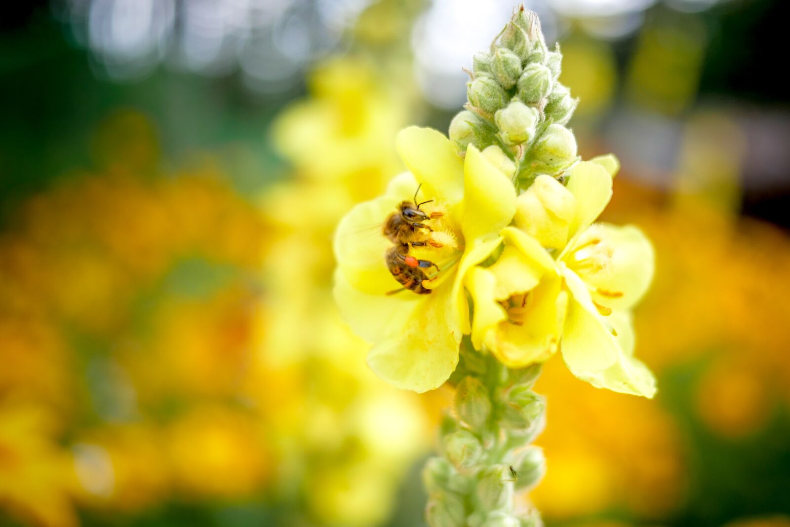 Panasonic Lumix DMC-GX85 (Lumix DMC-GX80 / Lumix DMC-GX7 Mark II) + LUMIX G 20/F1.7 II sample photo. Flower, bee, pollen photography