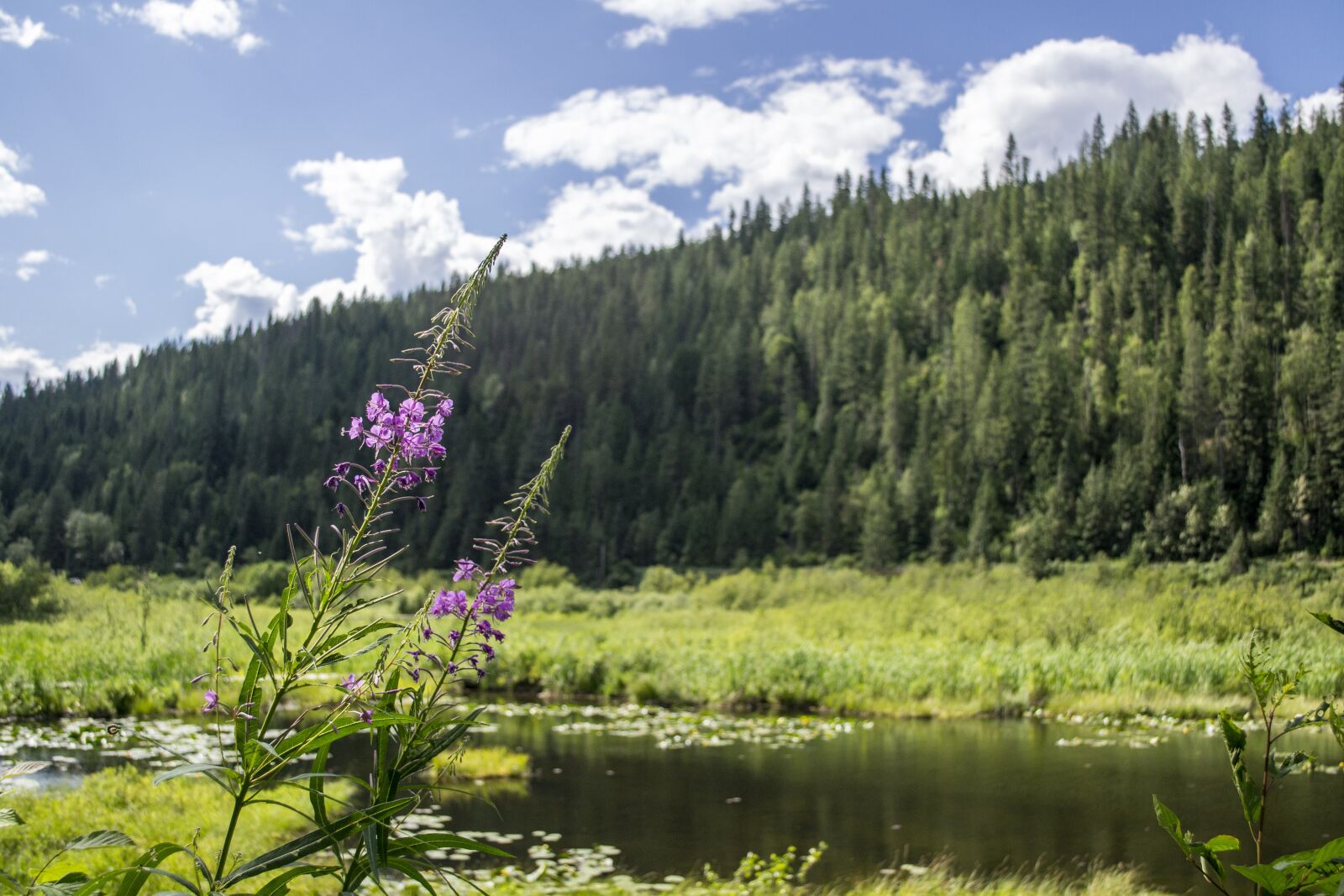 Nikon D3100 sample photo. Landscape, pond, marsh photography