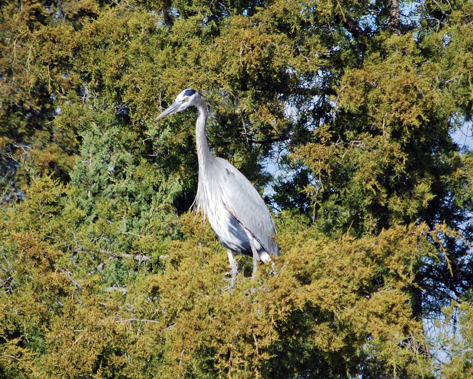 Nikon D80 sample photo. Heron, bird, wildlife photography
