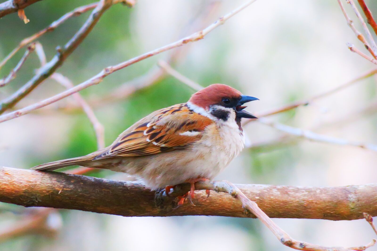 Canon PowerShot G3 X sample photo. Bird, nature, wildlife photography