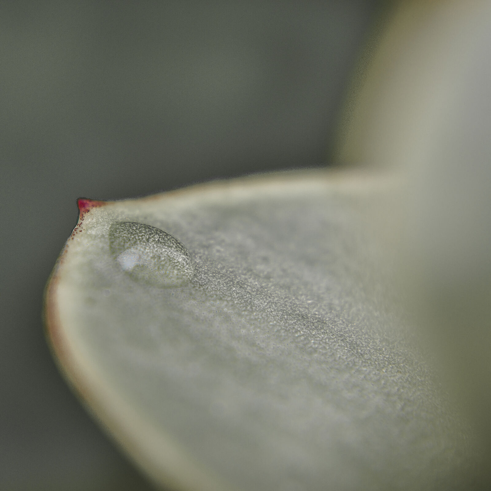 Nikon D7000 + Nikon AF-S Nikkor 50mm F1.8G sample photo. Abstract, abstrato, background, brazilian photography