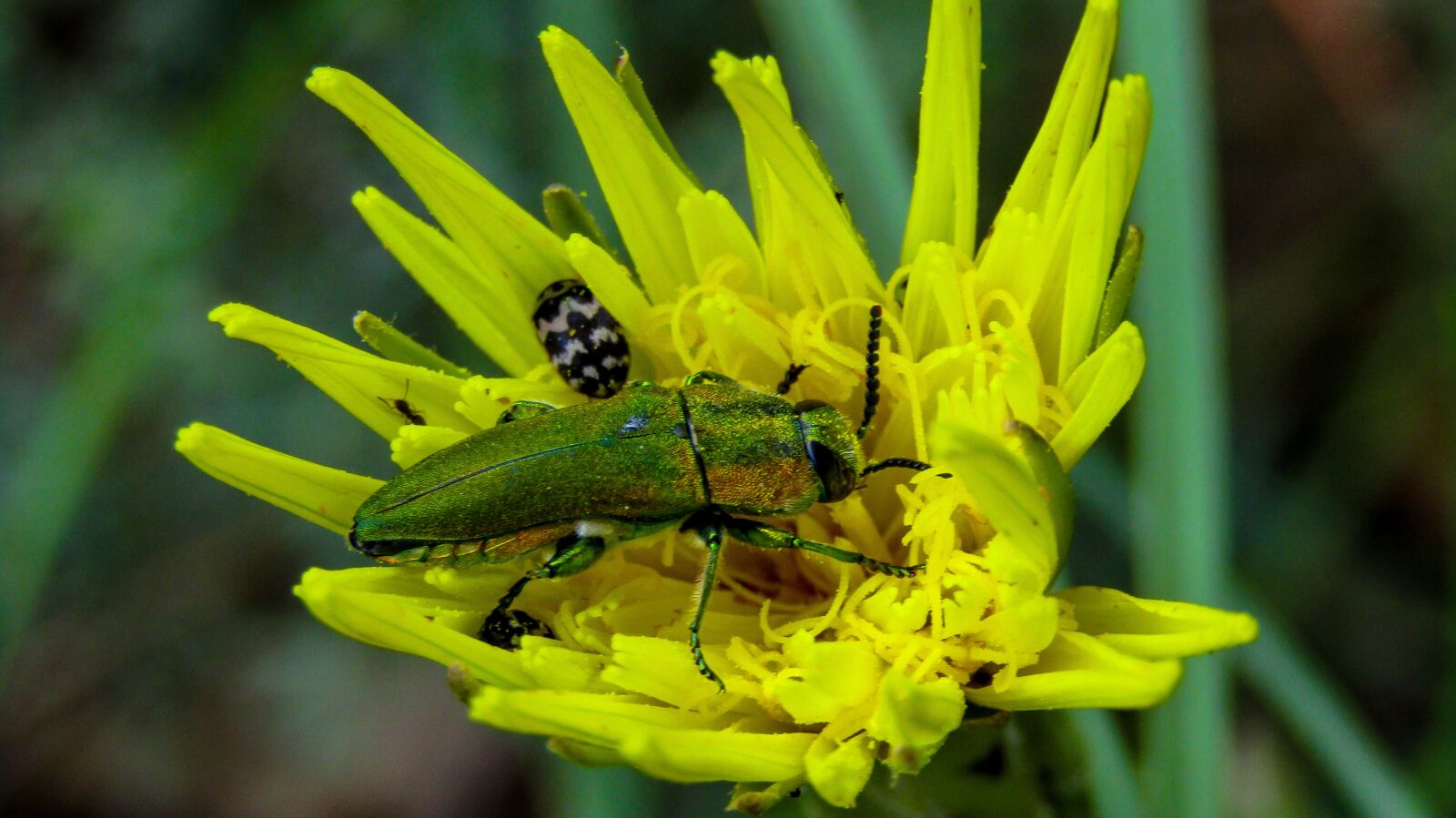 Canon PowerShot SX410 IS sample photo. Insect, yellow flower, yellow photography