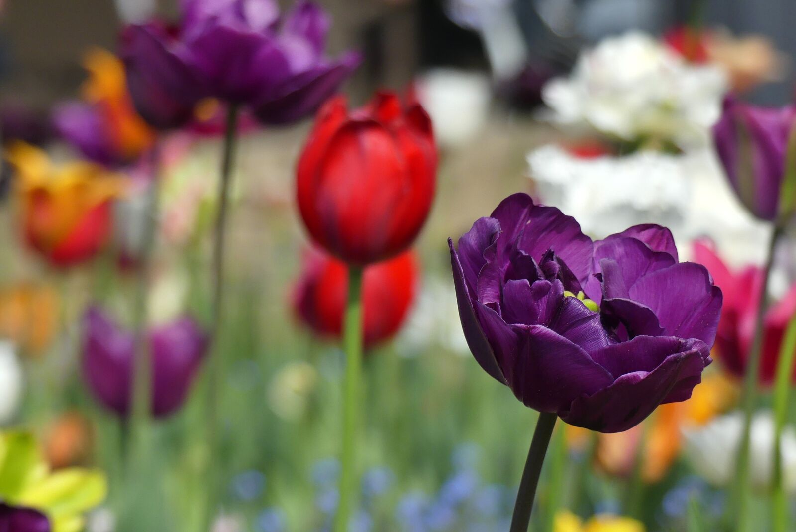 Panasonic Lumix DMC-FZ300 sample photo. Flower, nature, tulip photography