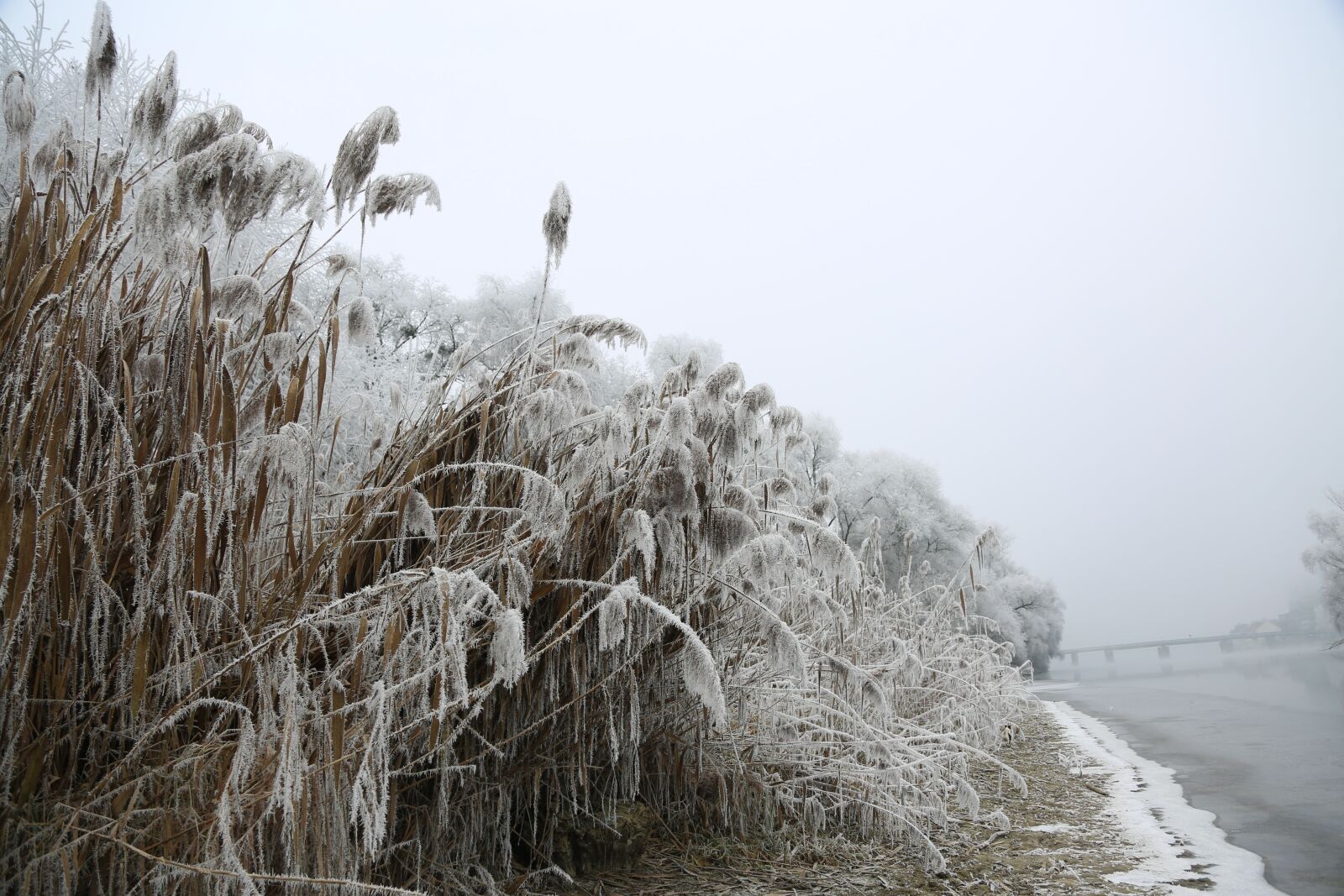 Canon EF 24-105mm F4L IS USM sample photo. Hoarfrost, cold, winter photography