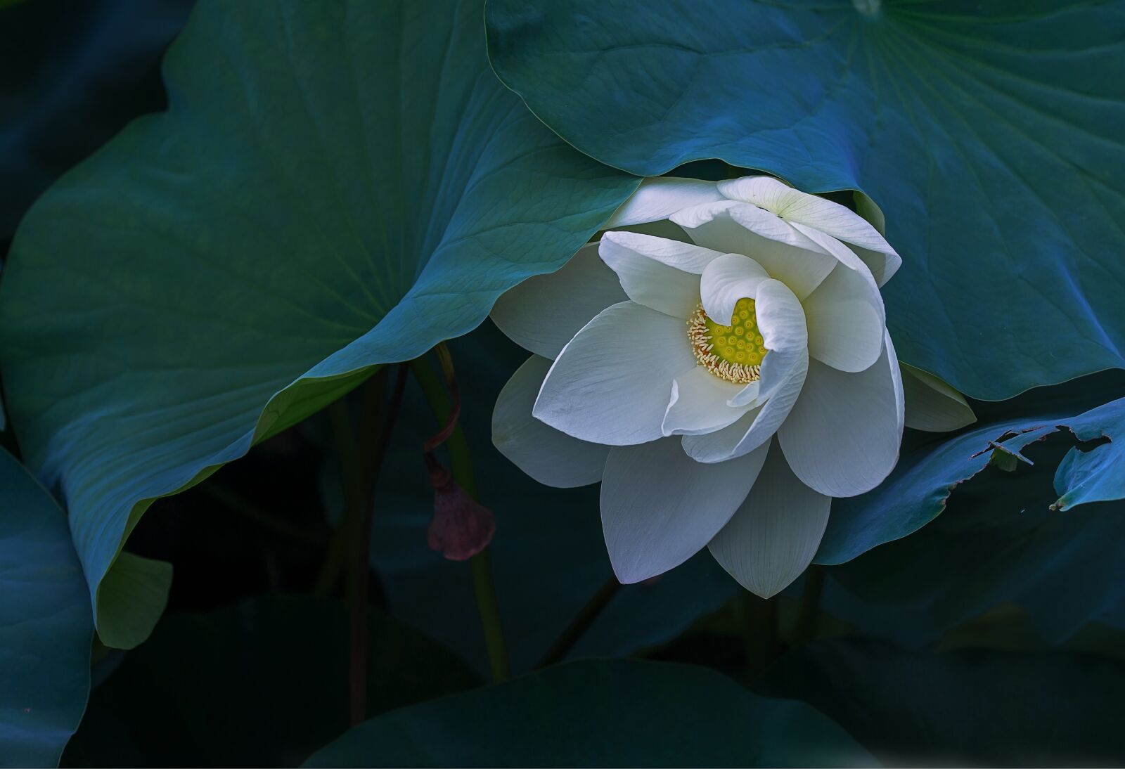 Nikon D800E sample photo. Shan, shui, zhi photography