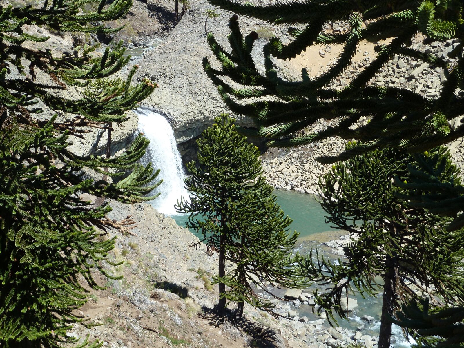 Panasonic Lumix DMC-ZS7 (Lumix DMC-TZ10) sample photo. Araucaria araucana, waterfall, hidden photography