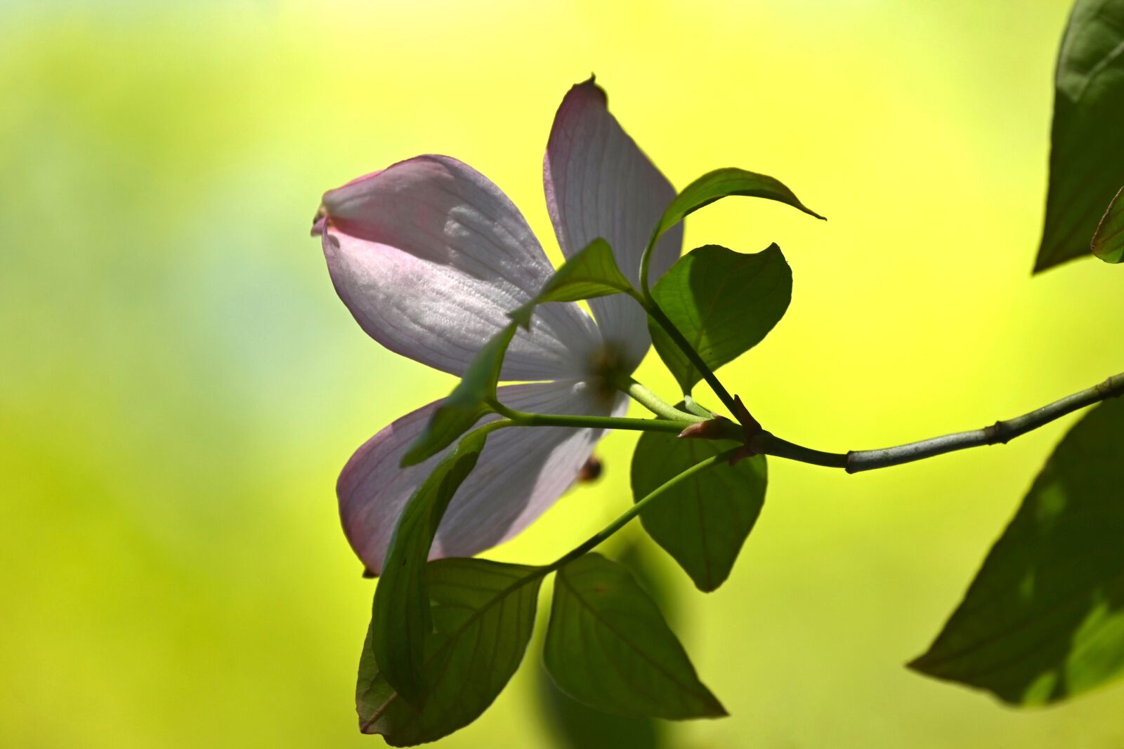 Nikon Z6 sample photo. Cornus, blossom, bloom photography