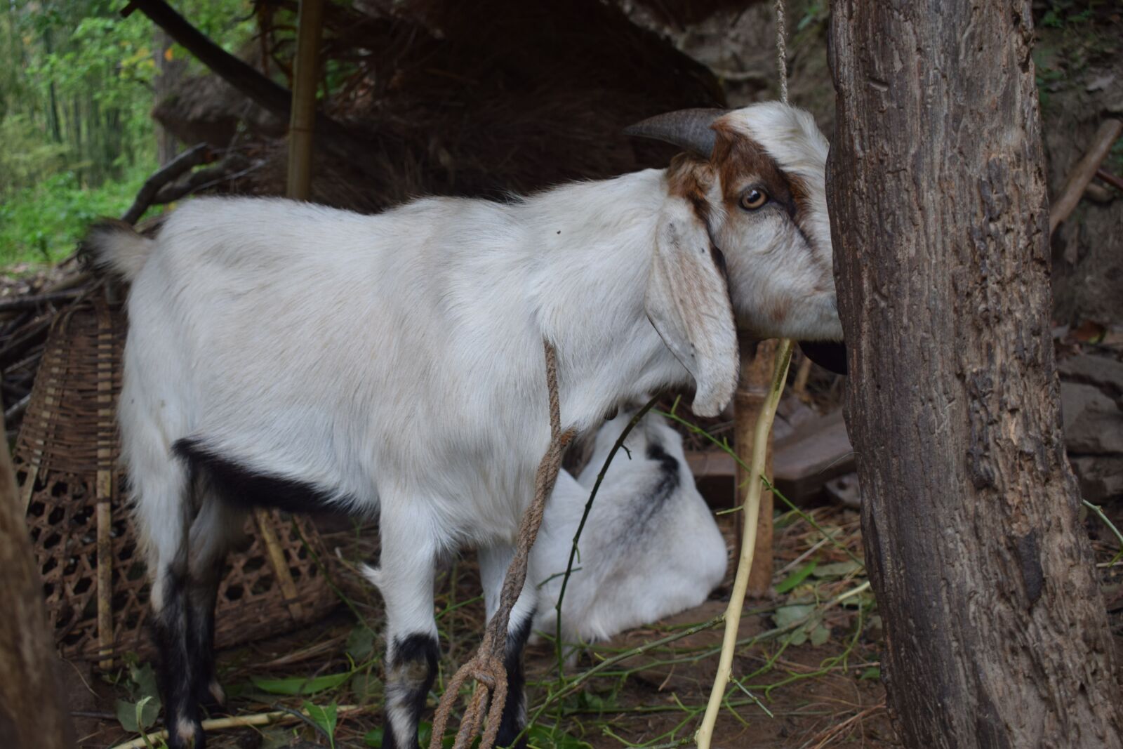 Nikon D5300 sample photo. White goat, goat, animal photography