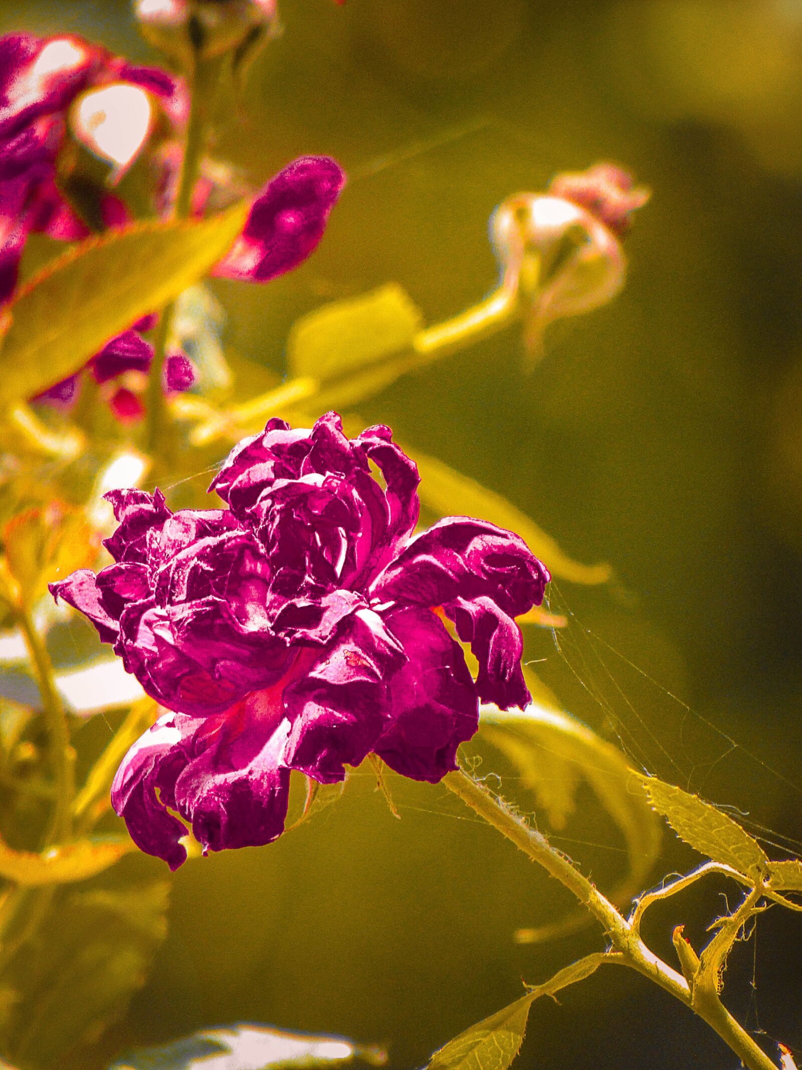 Canon PowerShot SX410 IS sample photo. Beautiful, flowers photography
