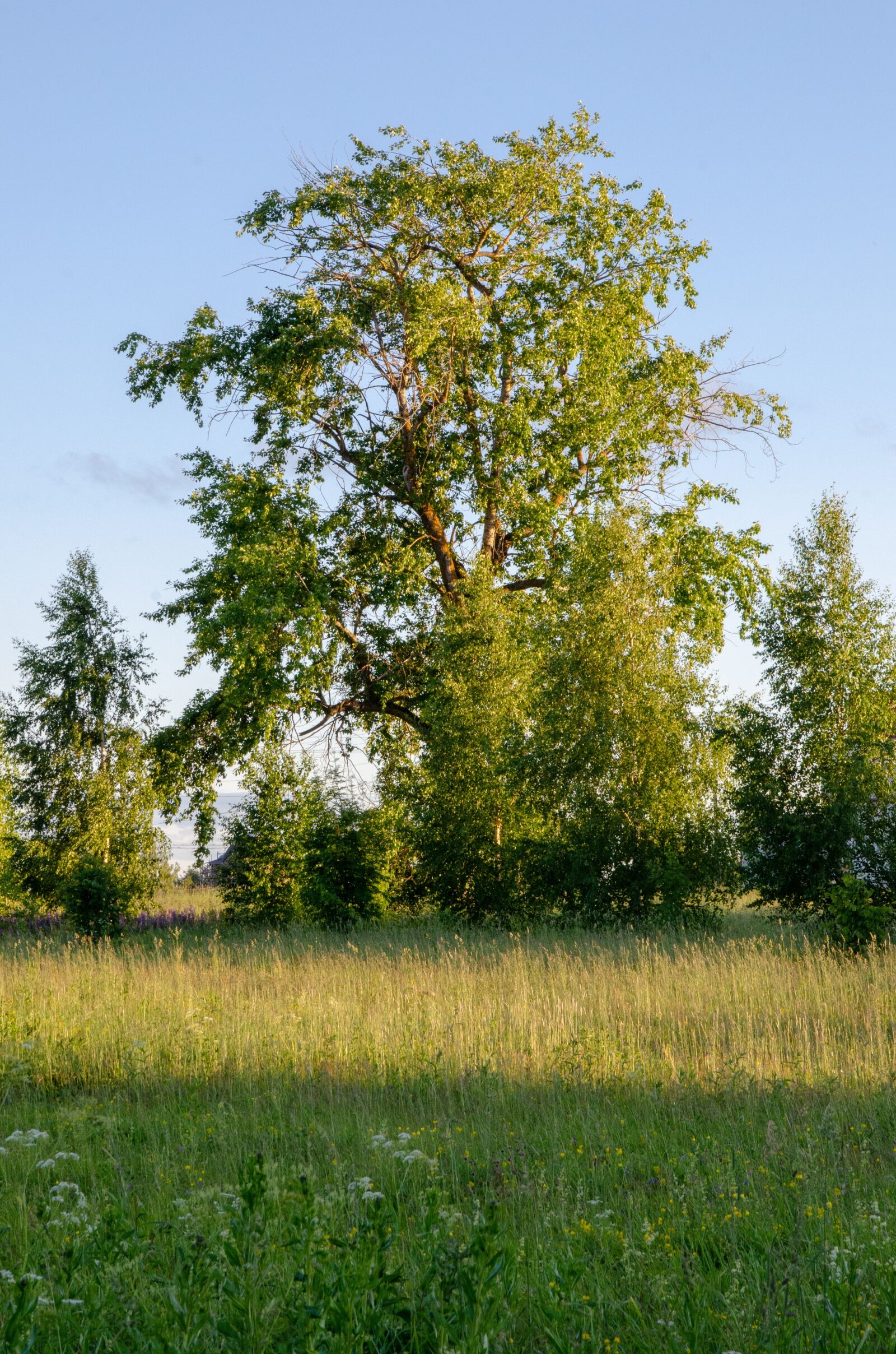 Nikon D7000 sample photo. Linden, tree, leaves photography