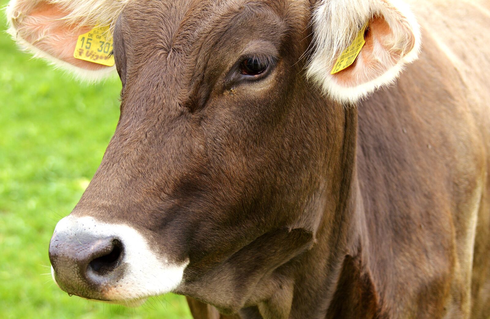 Nikon D3200 sample photo. Cow, allgäu, beef photography