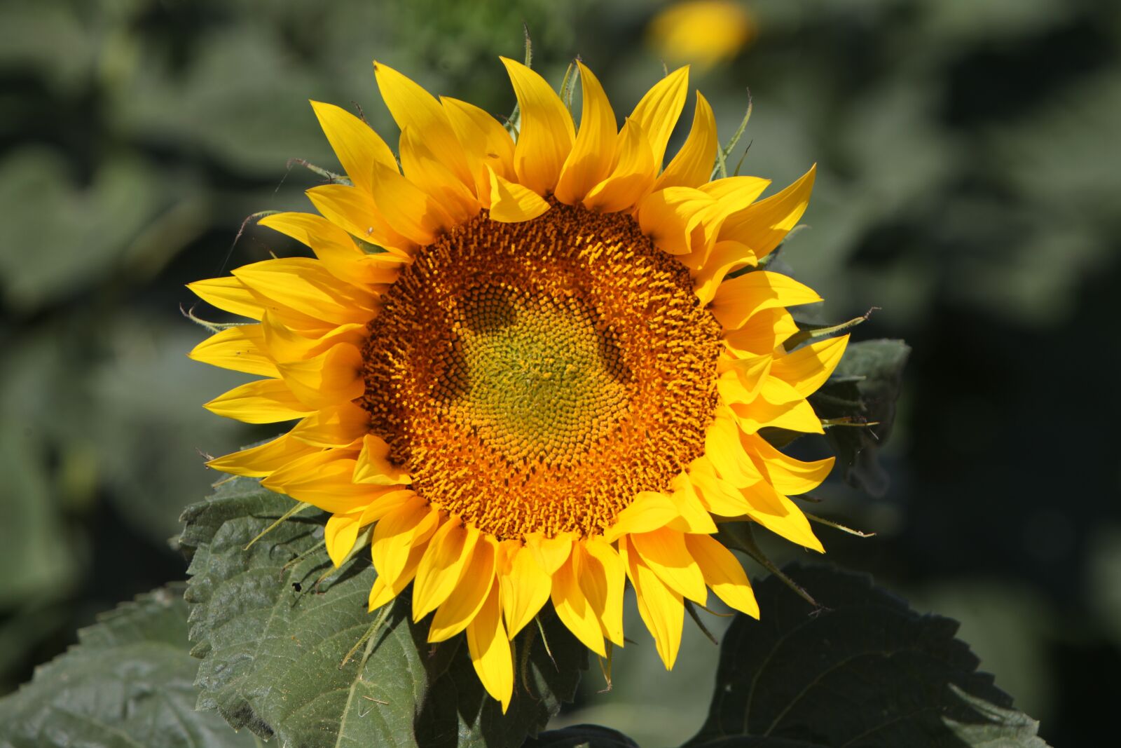Canon EOS 5D Mark II sample photo. The sunflower, the sun photography