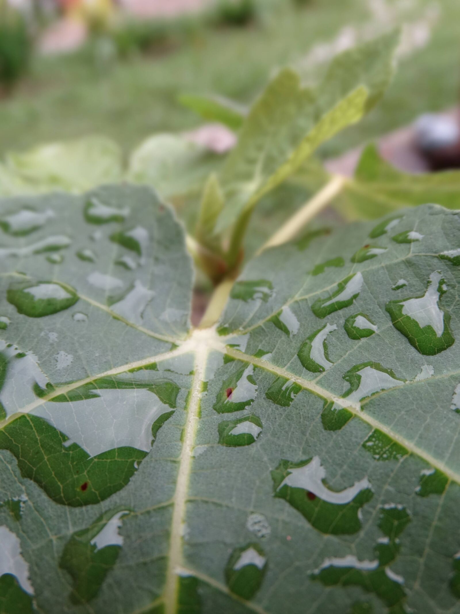 Sony Cyber-shot DSC-HX300 sample photo. Leaf, water, tomorrow photography