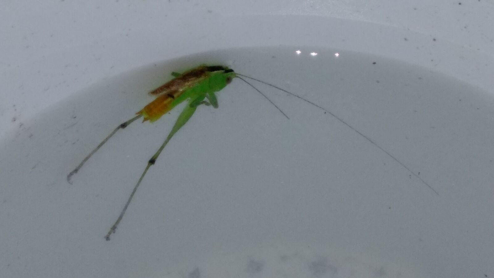 HTC ONE A9 sample photo. Bug, cricket, dead, drown photography