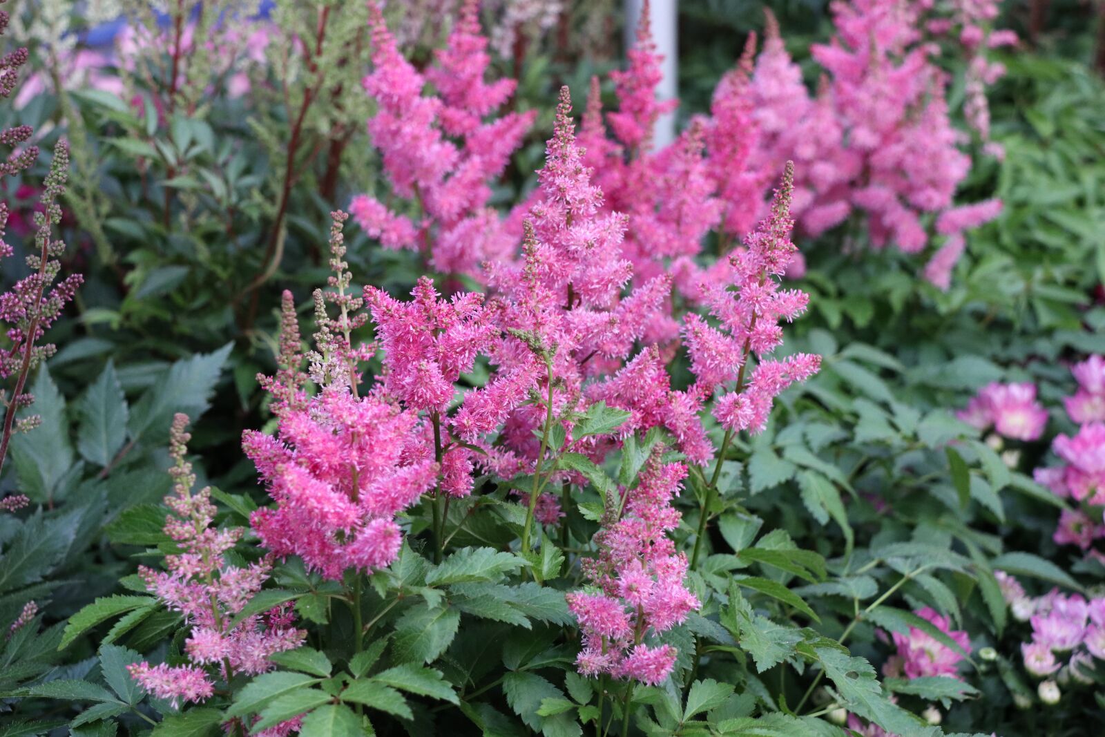 Canon EOS M6 sample photo. Pink flower, lavender, green photography