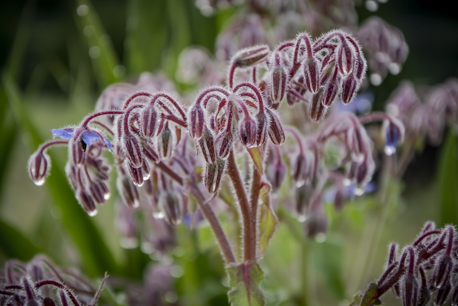 Nikon D3100 sample photo. Borage, plant, violet photography